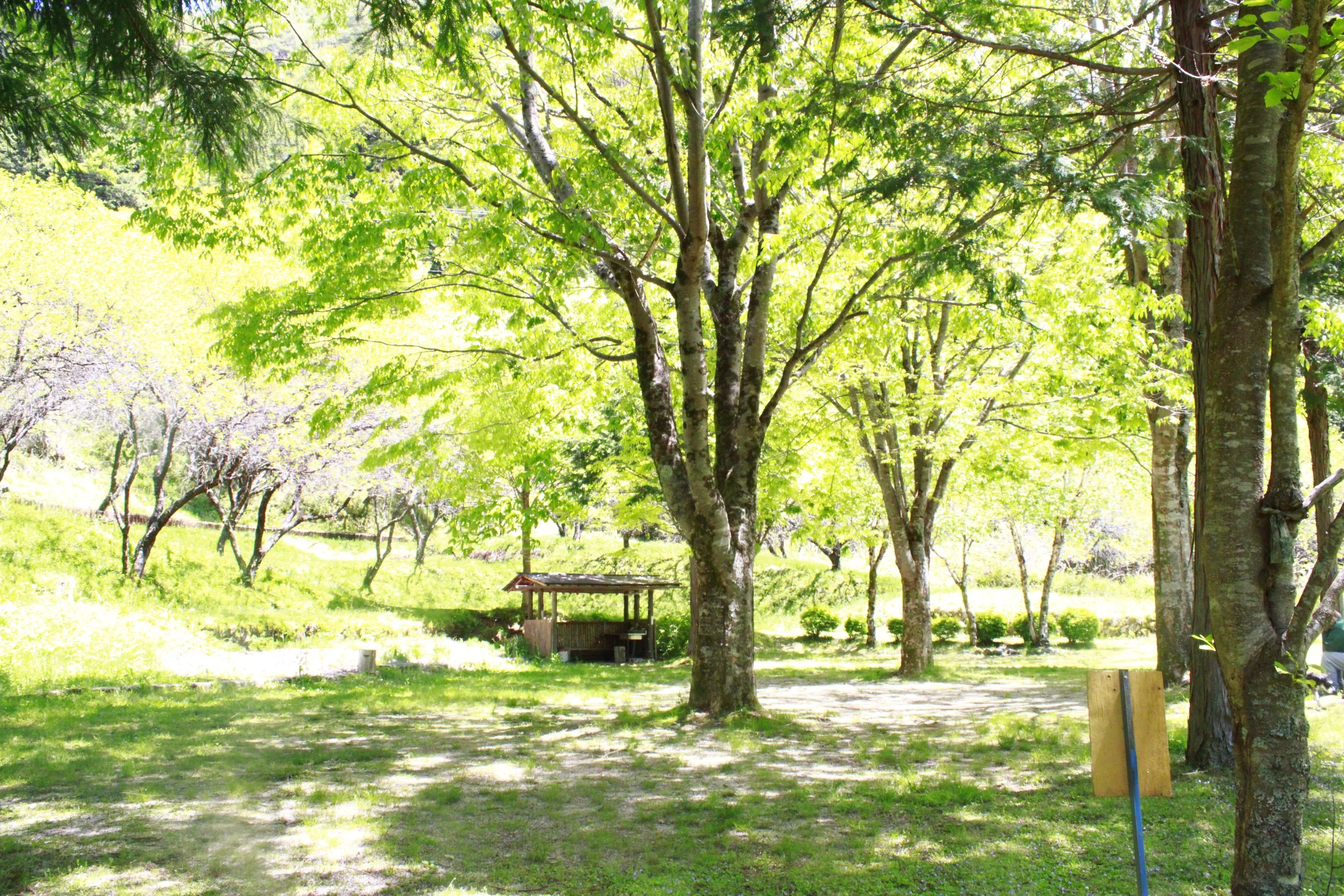 緑豊かな林の中に木製のベンチとテーブルが置かれている風景