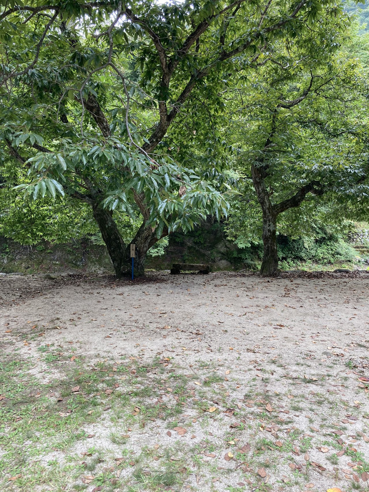 二本の木とその根元の地面。周囲に落ち葉が散らばっている公園の風景