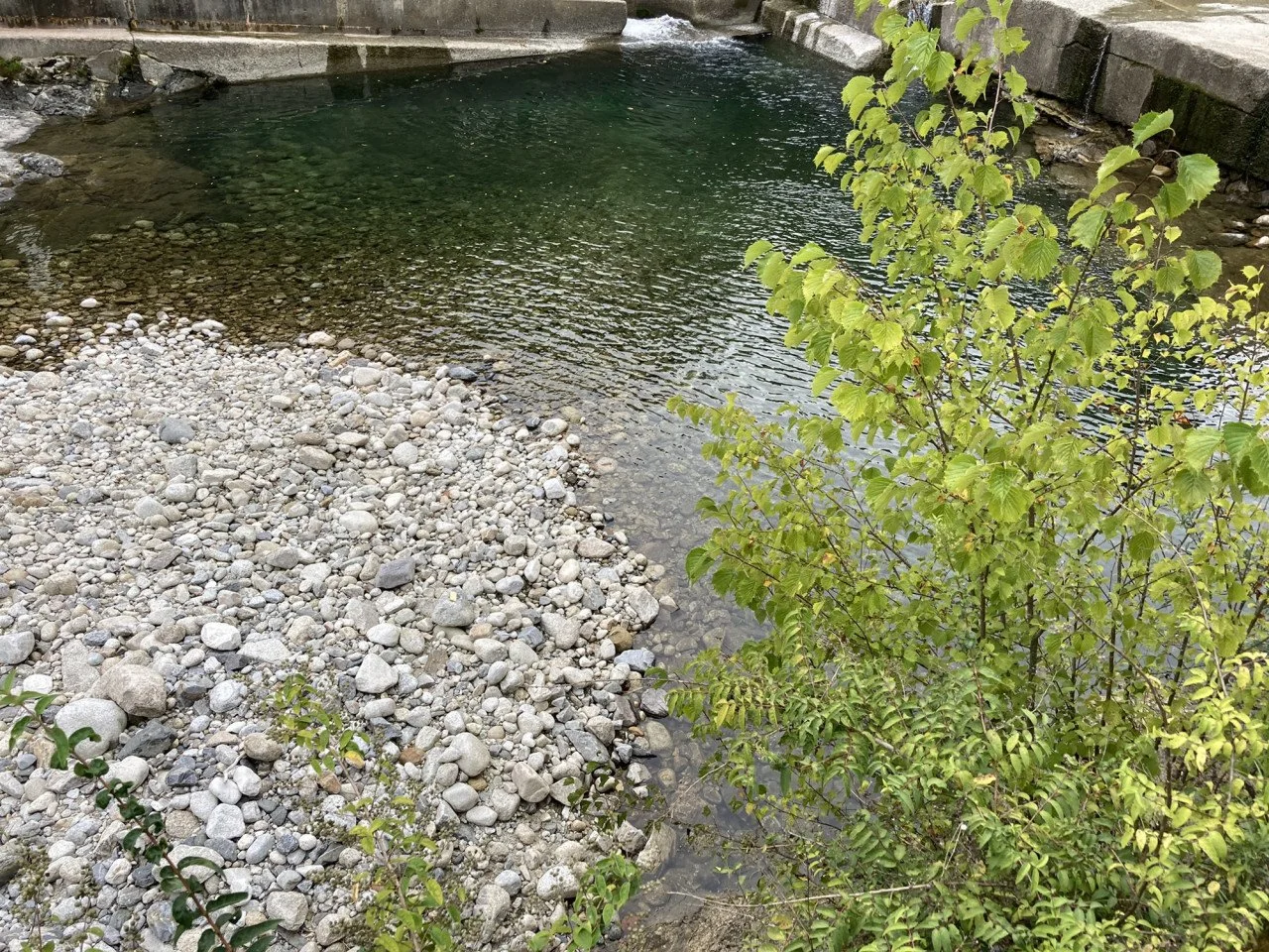 小さな石の浜辺と緑の葉っぱの木、静かな水辺の風景