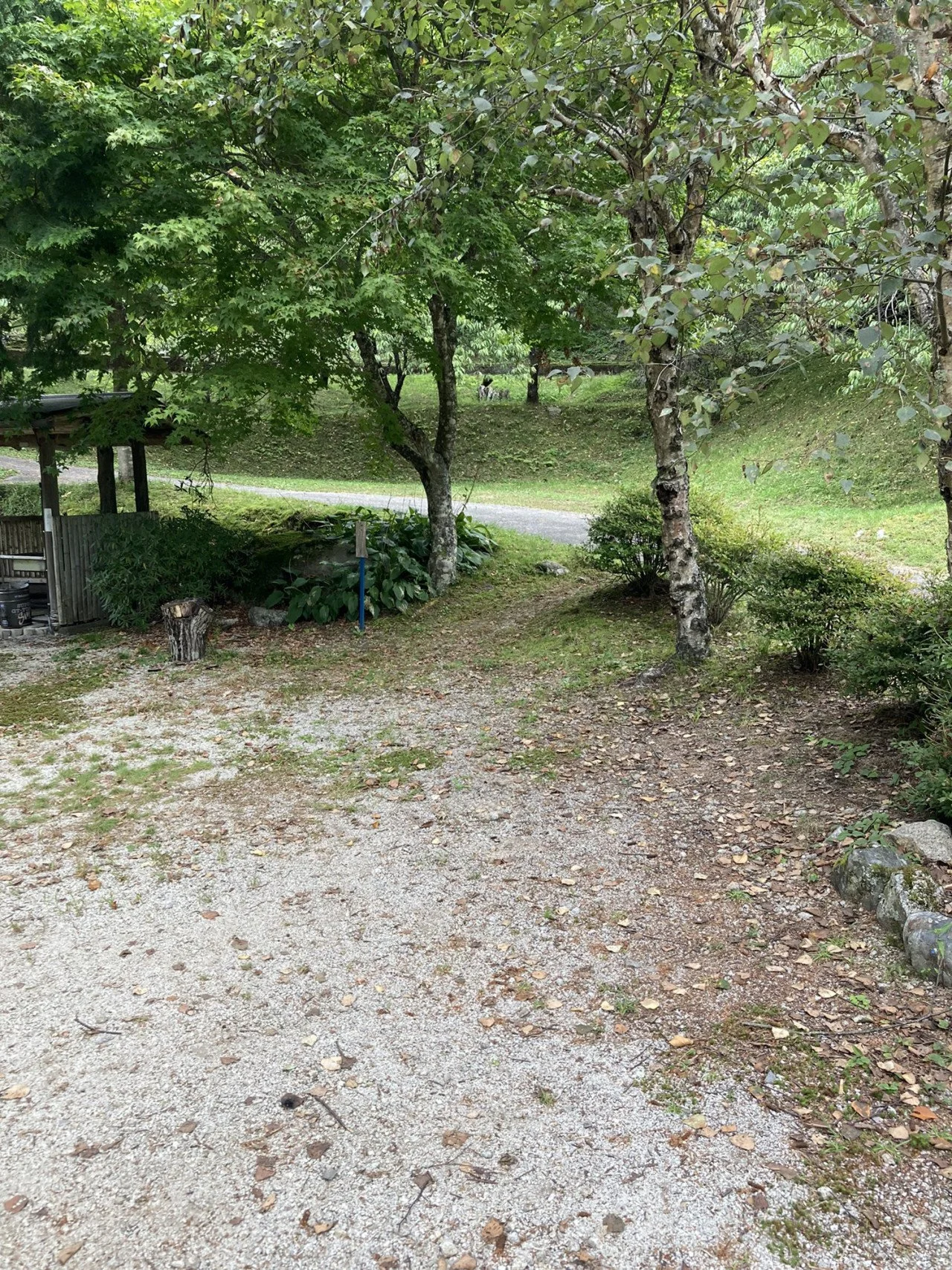 木々と芝生のある自然の風景。地面は砂利と枯れ葉で覆われている。