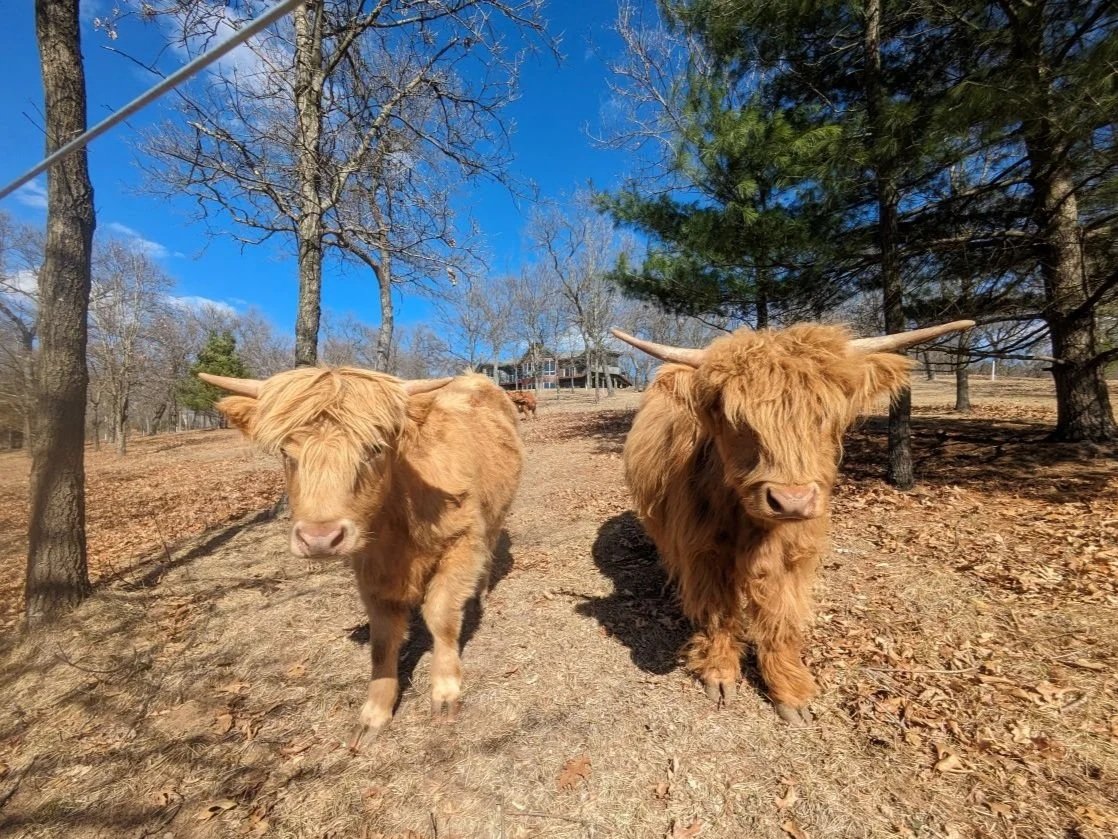 two fluffy highland heifers in Wisconsin