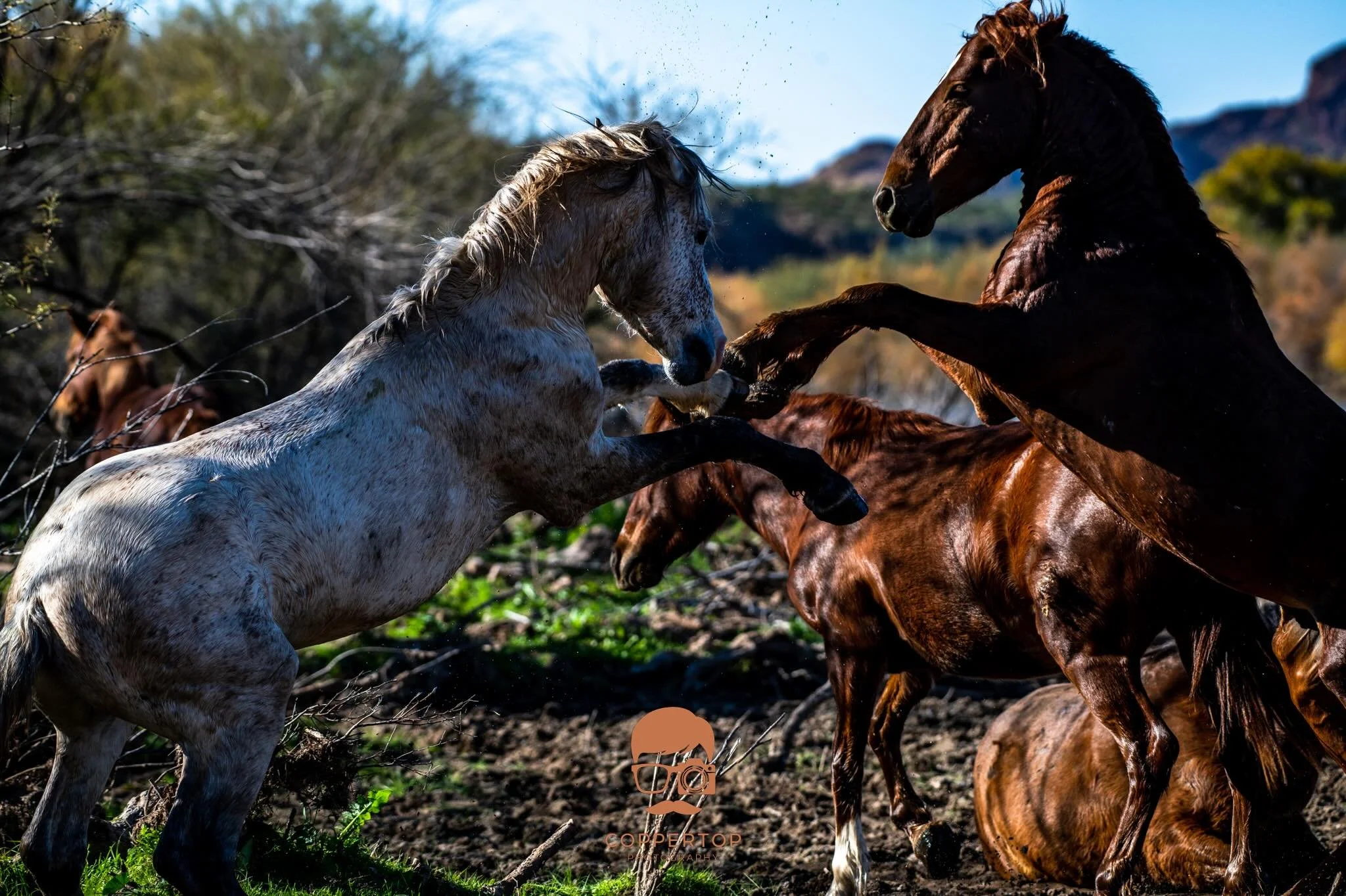Wild Horses of the Salt River