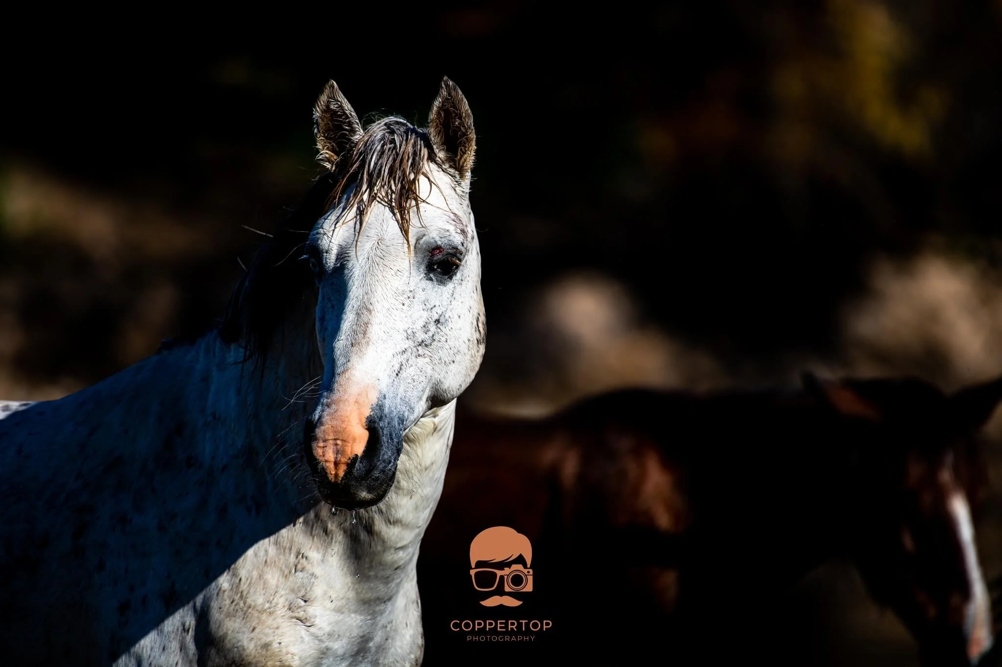 Wild Horses of the Salt River