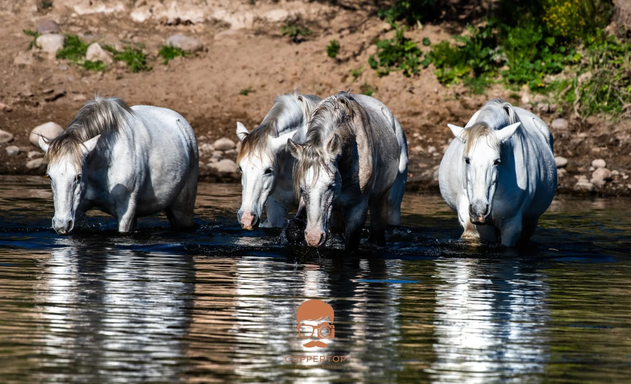 Wild Horses of the Salt River