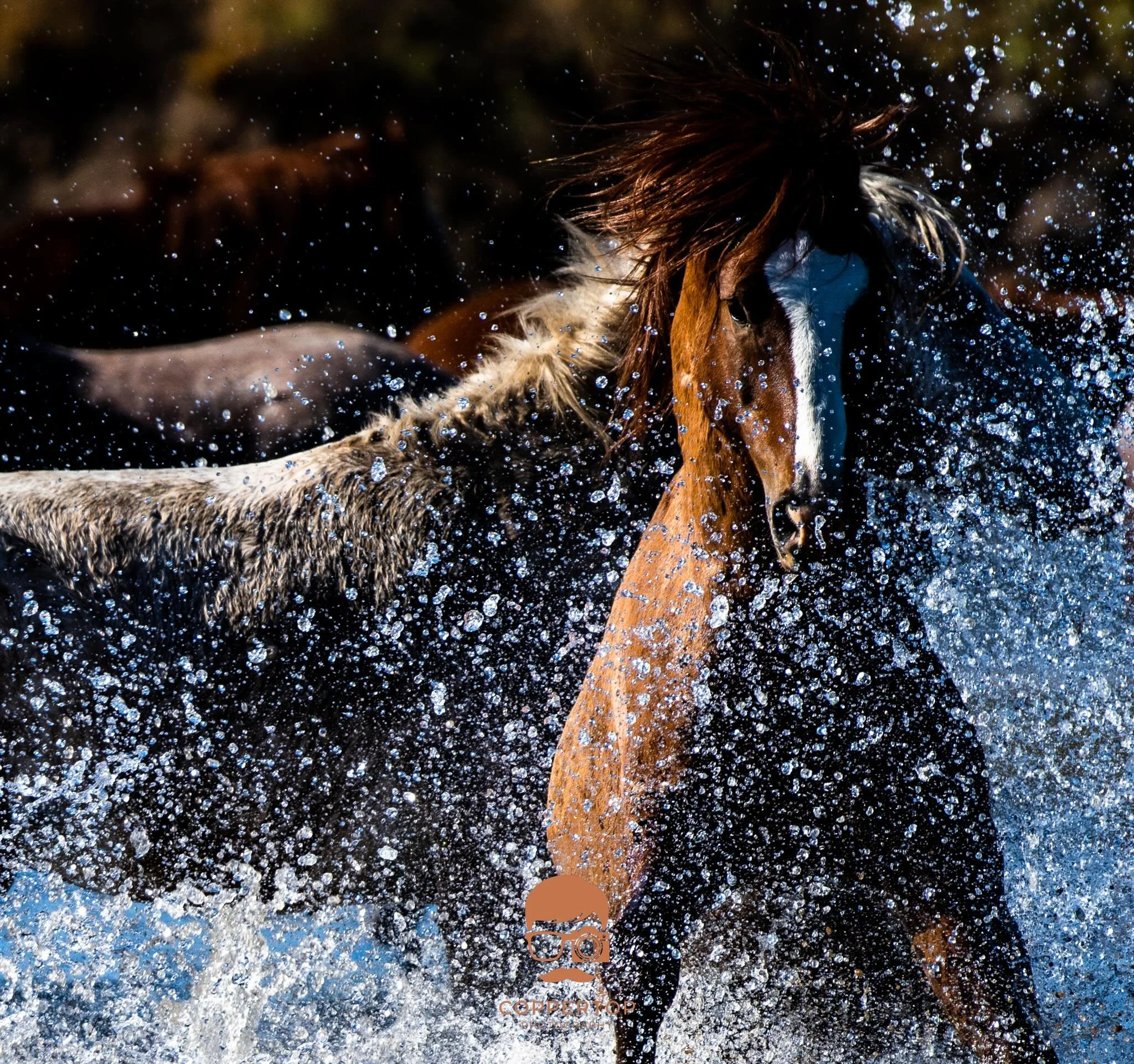 Wild Horses of the Salt River