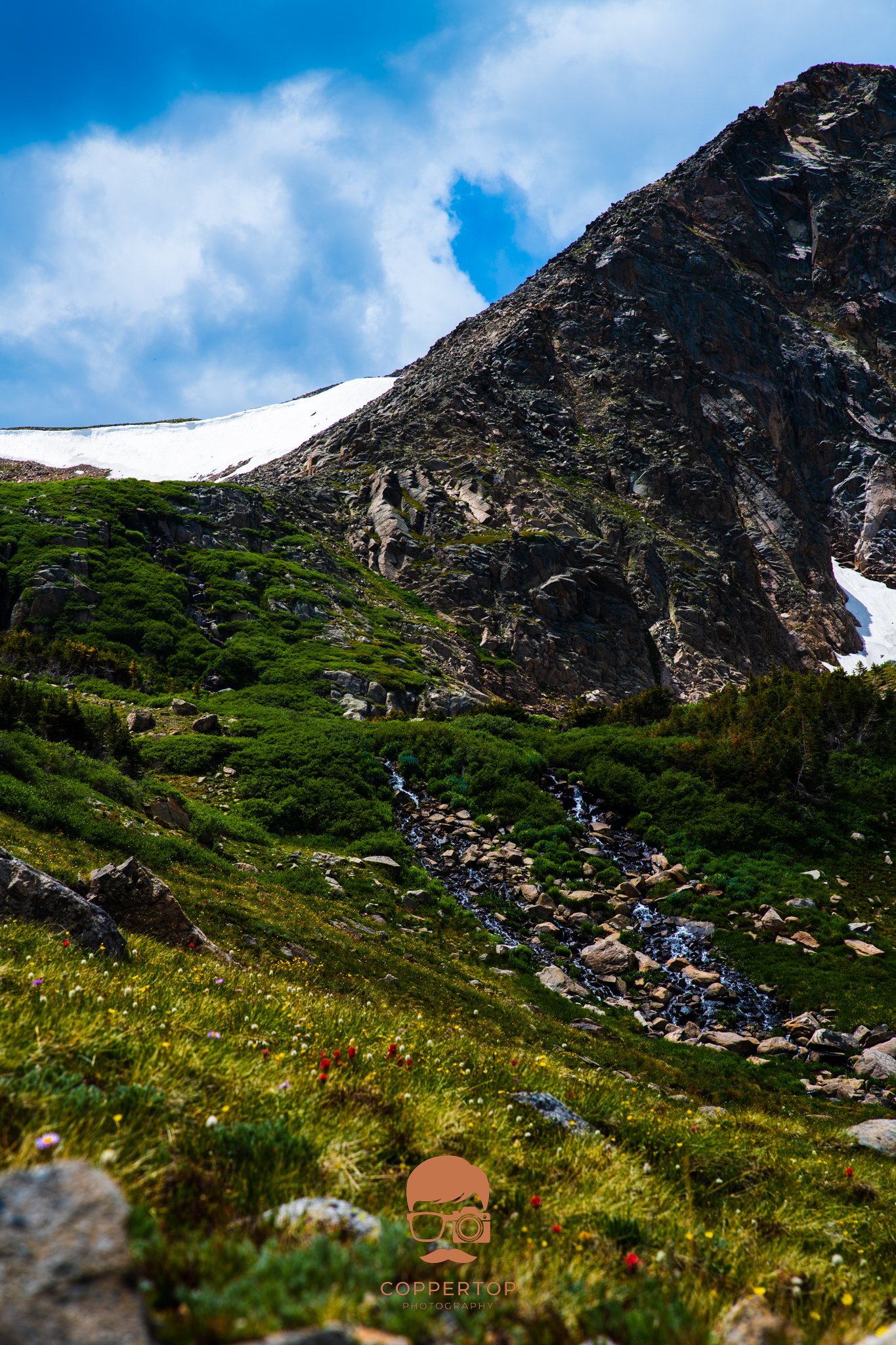 Summer Wildflowers