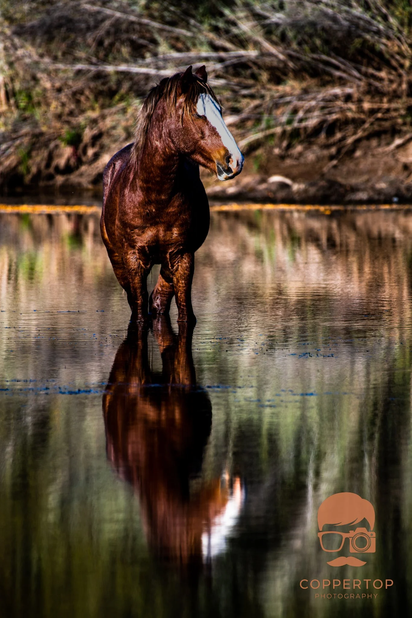 Reflective Stoicism