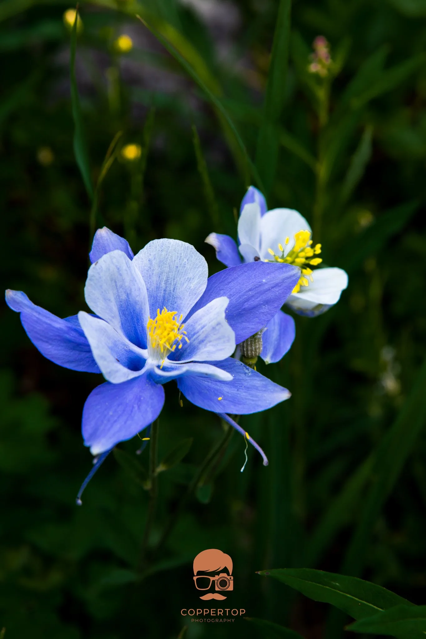 DSC_1110.jpg