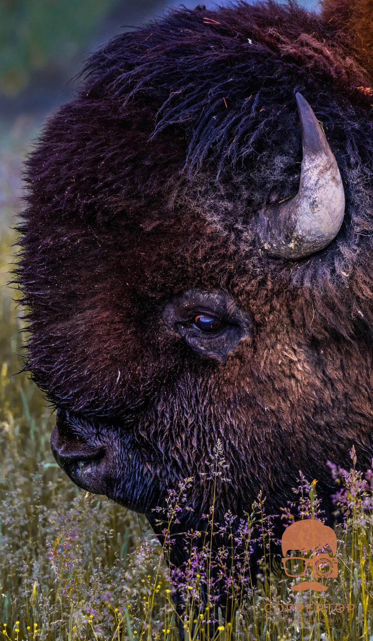 American Bison