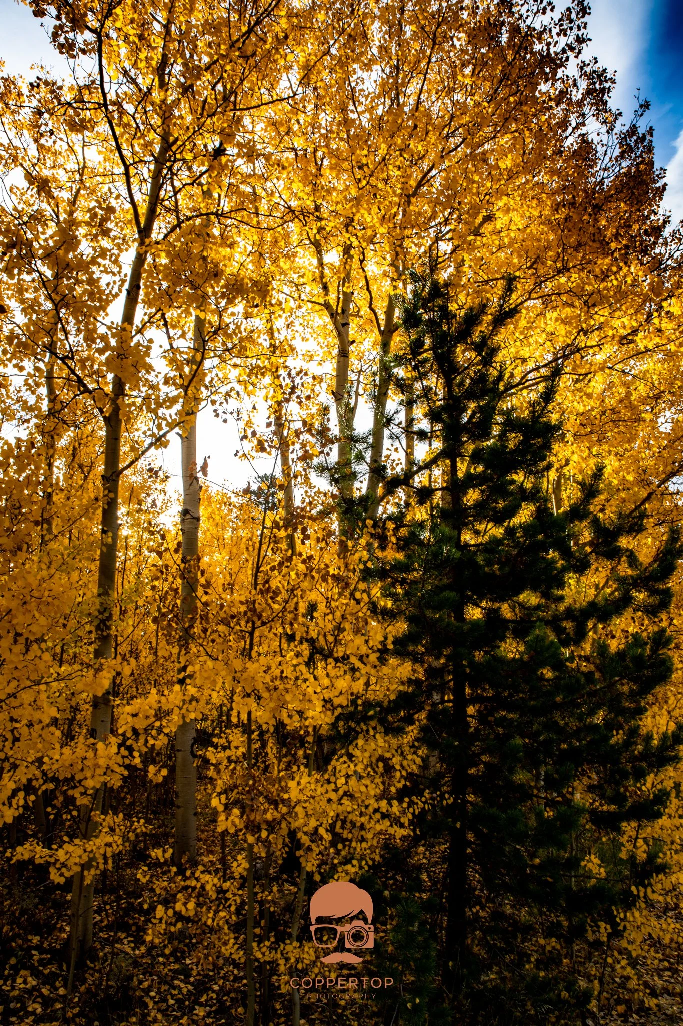 Aspen Shadow