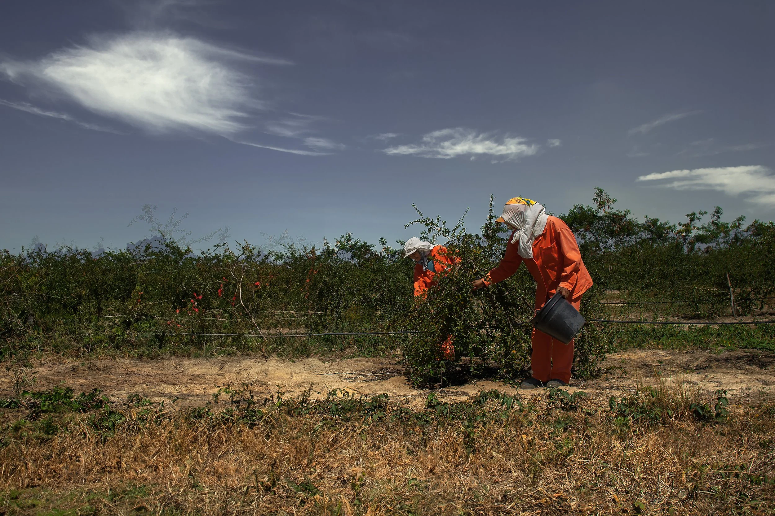 Brazil Organ Farm workers.jpg