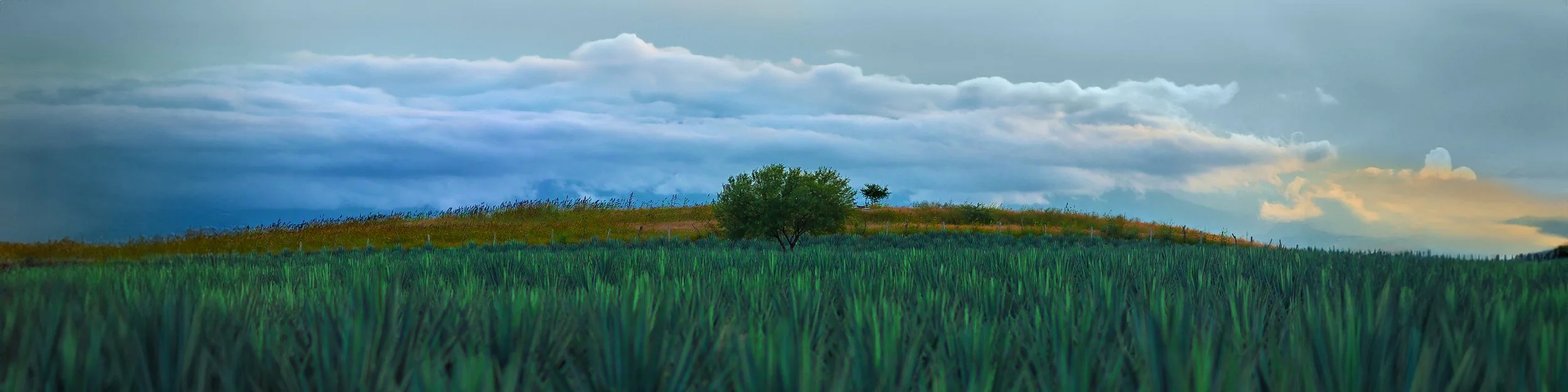 a jalisco state tree russell rutherford copy 2.jpg