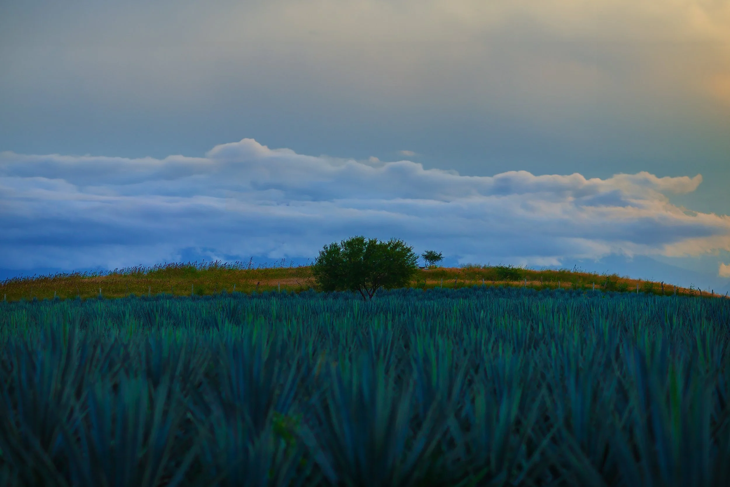 2 jalisco state tree russell rutherford copy.jpg