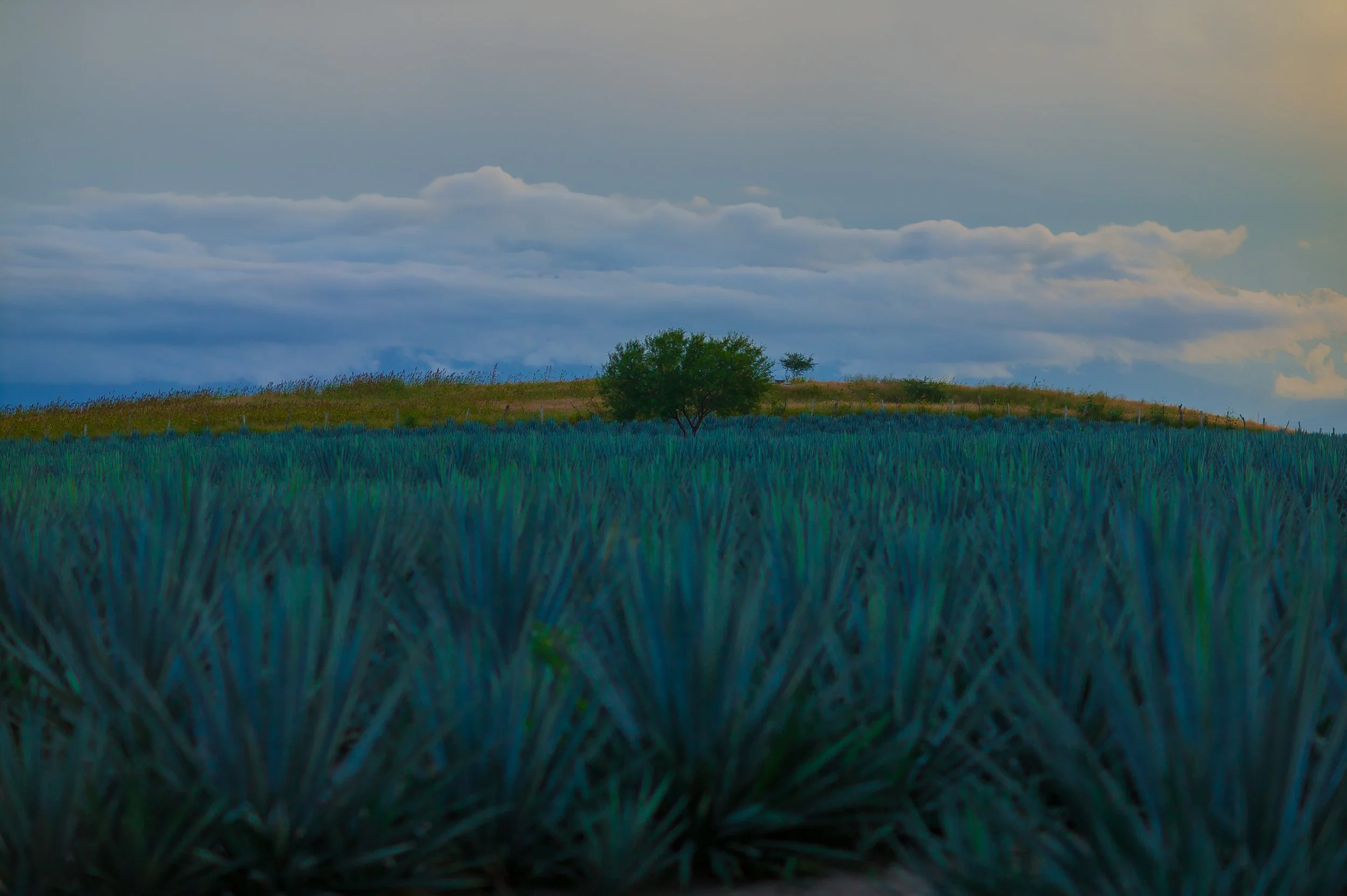 jalisco state tree russell rutherford copy.jpg