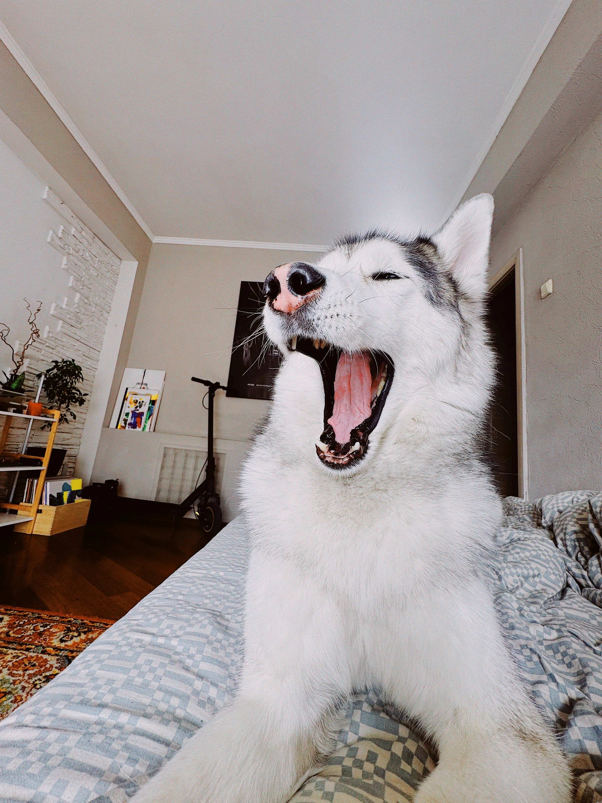 A Siberian Husky dog yawning while sitting on a bed in a living room.