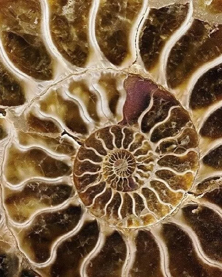 Microdosing as a Practice -- 1:1 Session
