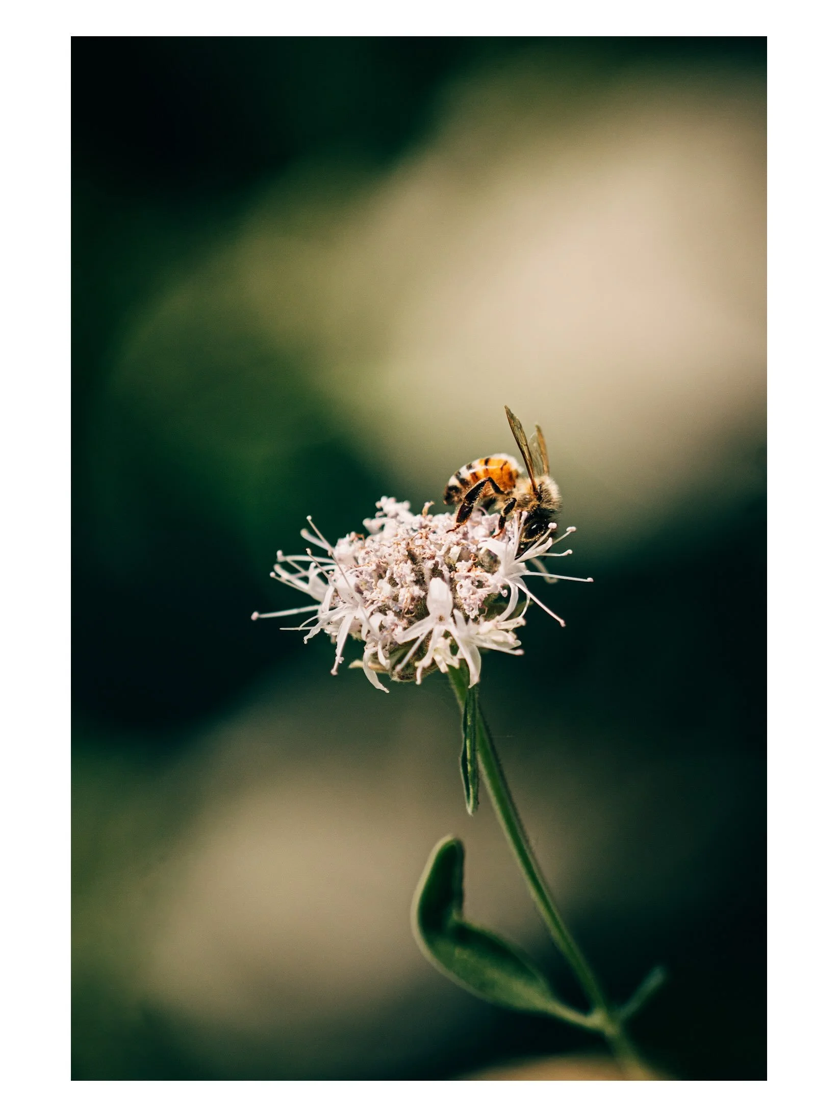the little things up little baldy

📸 shot on sony a6700

1 peter 4:13

#sequoianationalpark 
#macrophotography 
#explorecalifornia 
#sonyalpha 
#nature