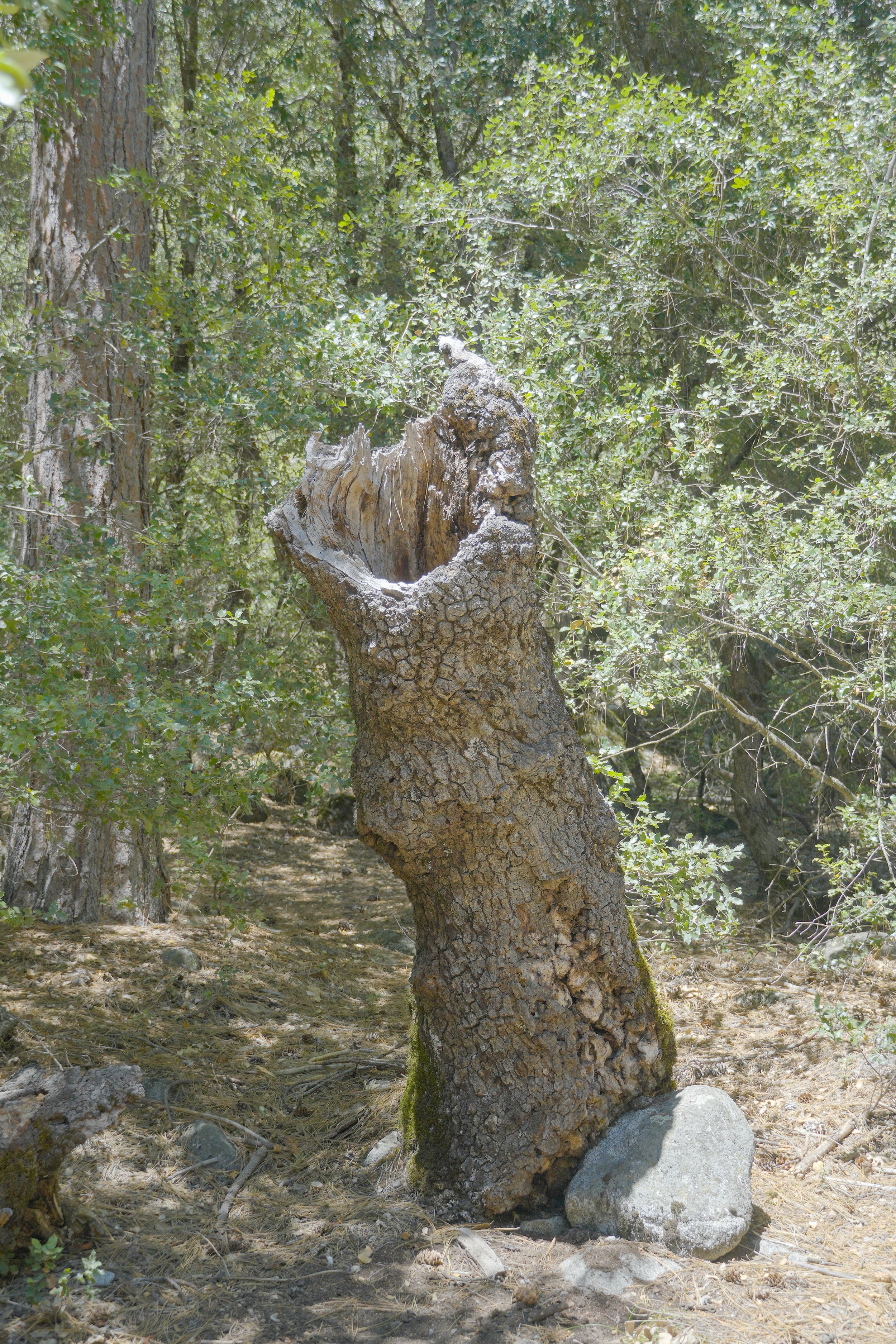 DSC00700-2-2.jpg