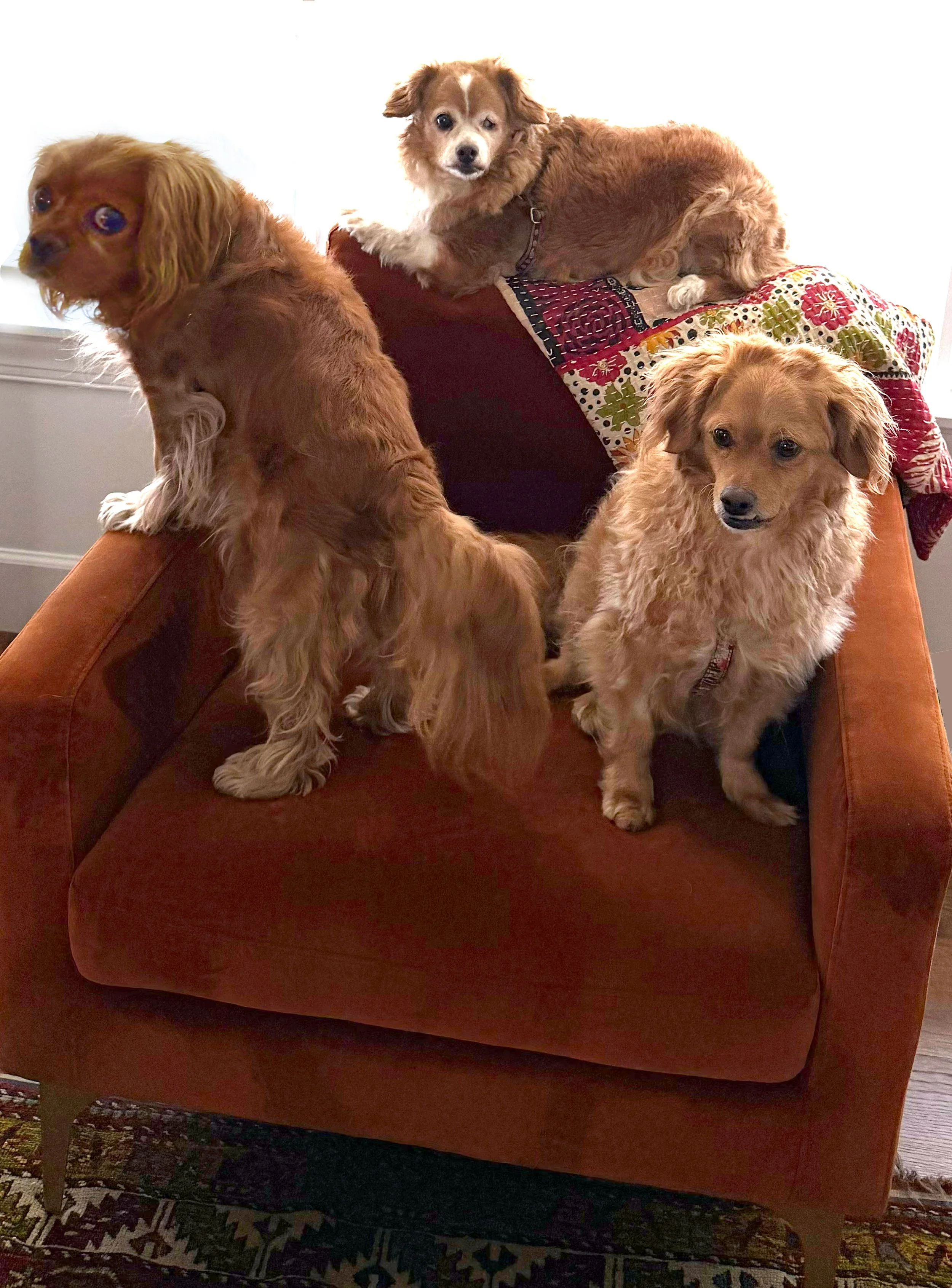 Four dogs sitting on and around a red armchair with a quilted blanket, with a patterned carpet visible below.