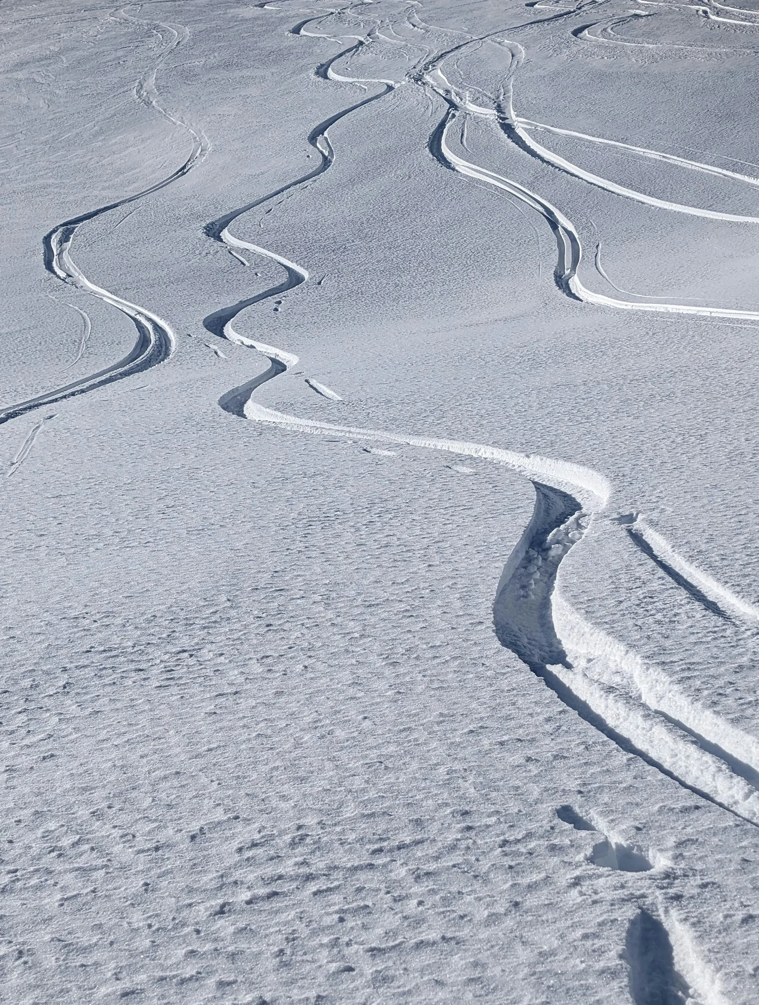 Snowboard tracks carved through fresh snow