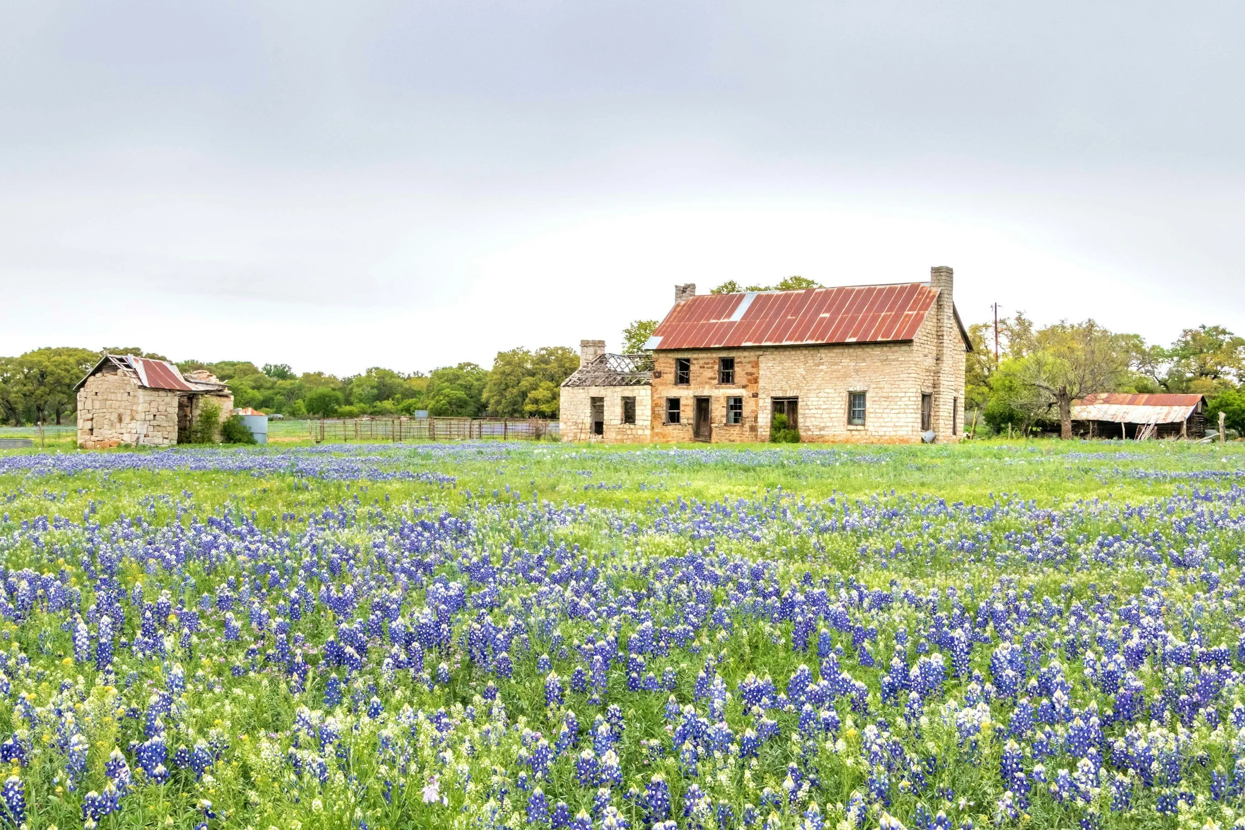An old farmhouse with a rusty roof surrounded by a field of bluebonnet flowers, with a few smaller outbuildings and trees in the background.