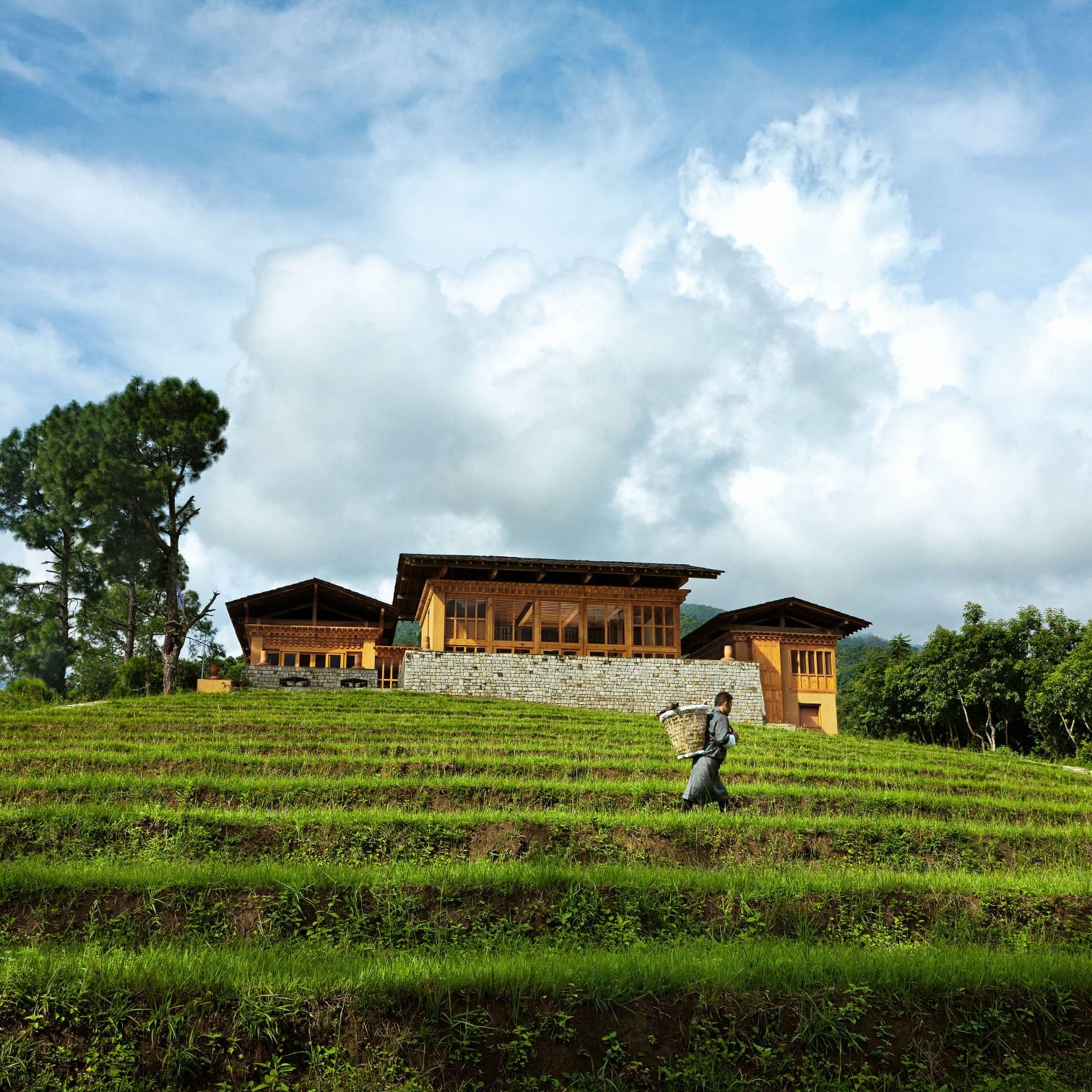 A person working in a green rice paddy field in front of a wooden house with a stone foundation, trees, and a cloudy sky.