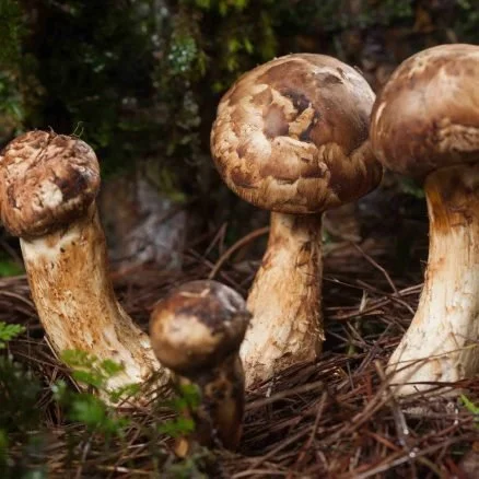 Close-up of four wild mushrooms growing on forest floor with moss and pine needles.