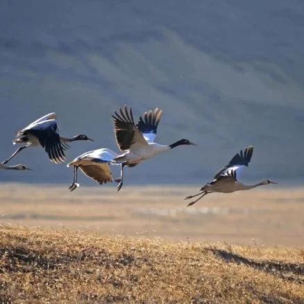 Group of six sandhill cranes flying over a sandy landscape with mountains in the background.