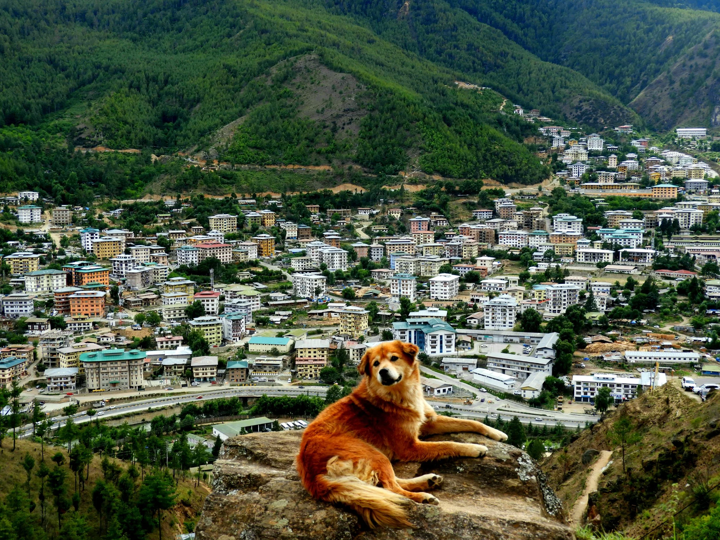 A dog with reddish-brown fur laying on a rock ledge with a city and green mountainous landscape in the background.