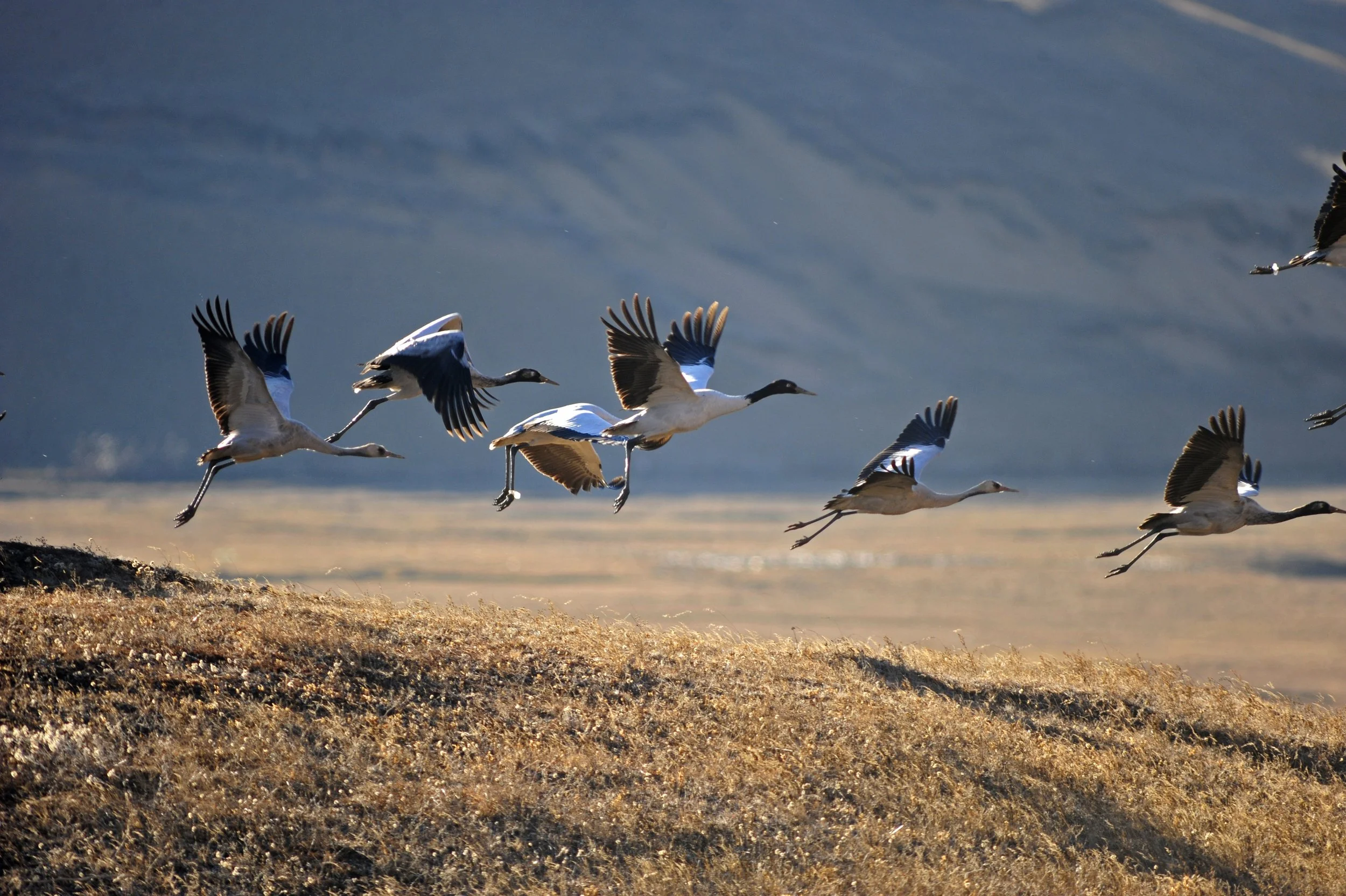 A group of cranes flying low over a grassy field near water, with a blurred body of water or sky in the background.