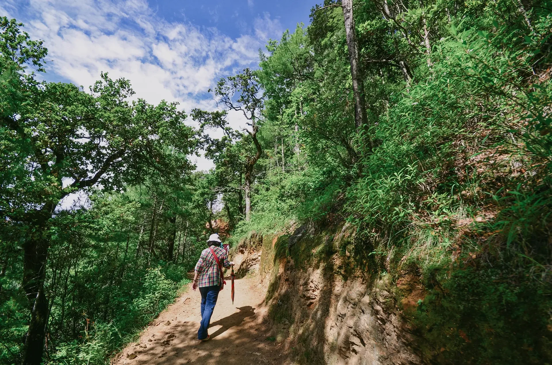 Person walking along a dirt trail in a forested area with tall trees and lush green foliage under a partly cloudy sky.