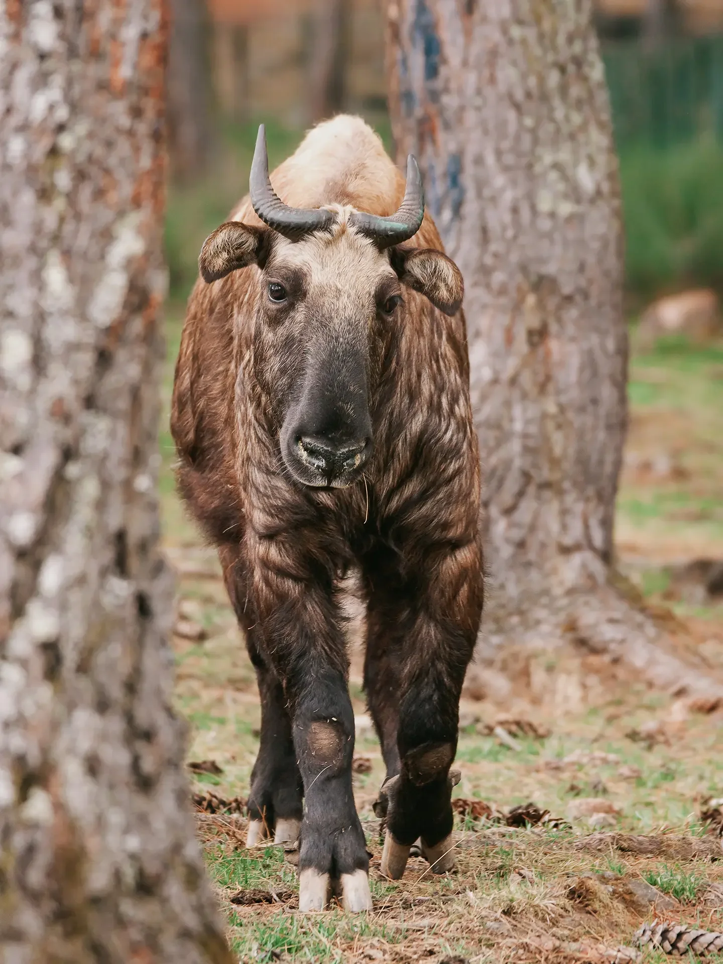 A young buffalo walking in a forested area, with pine trees and green grass in the background.