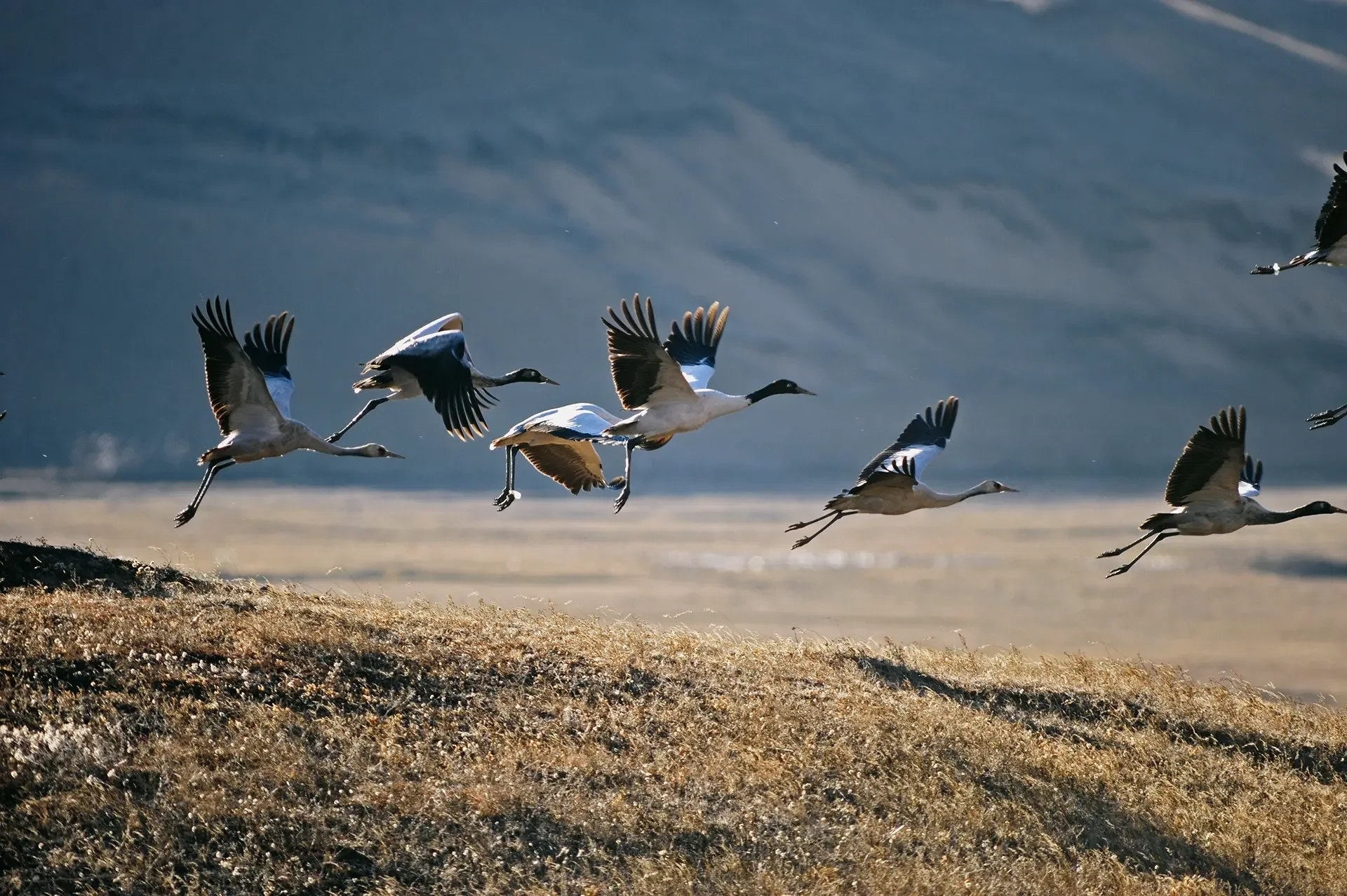 A group of ducks flying low over the ground near a body of water with a dark, cloudy sky in the background.