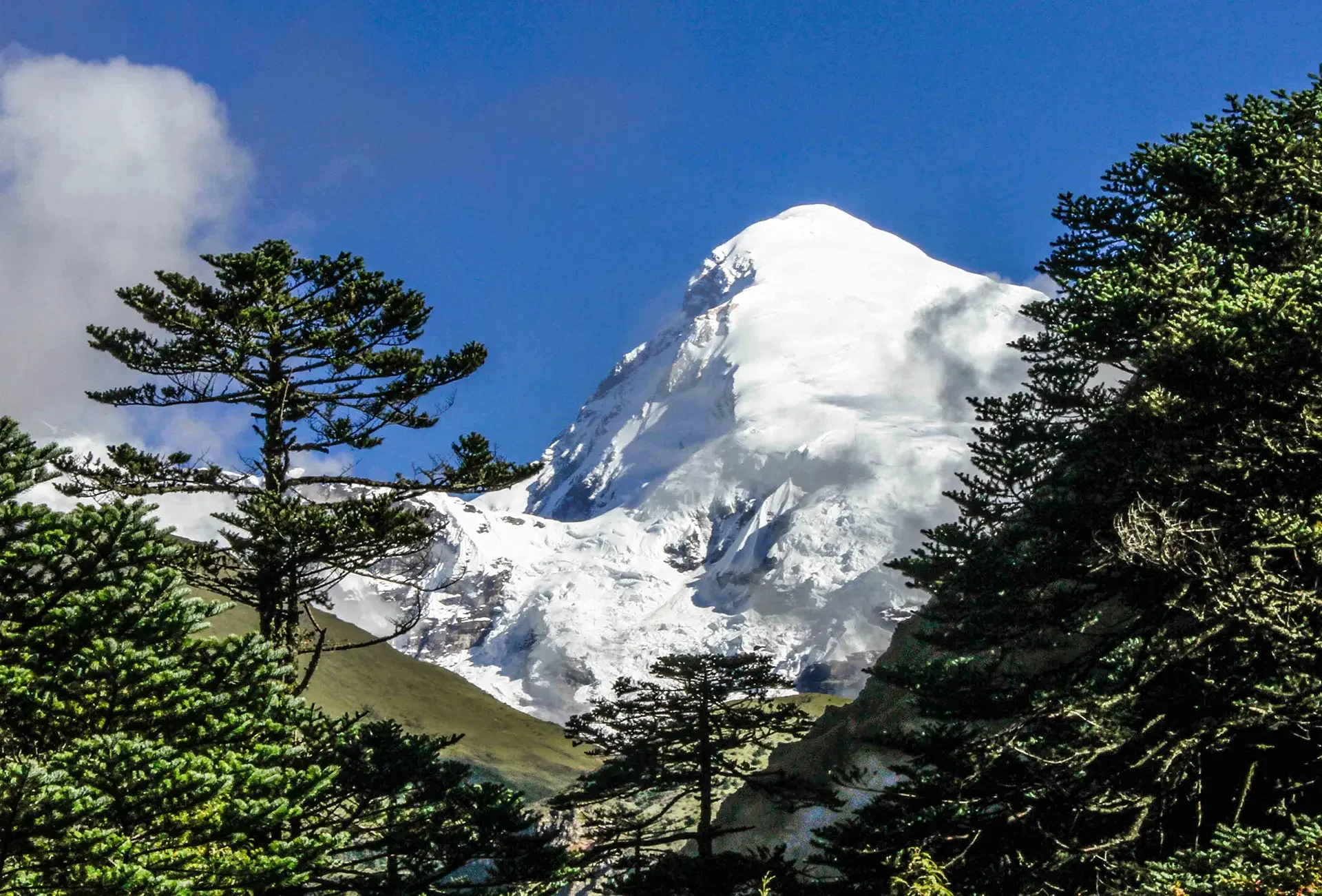 Snow-covered mountain peak with trees in the foreground and a clear blue sky.