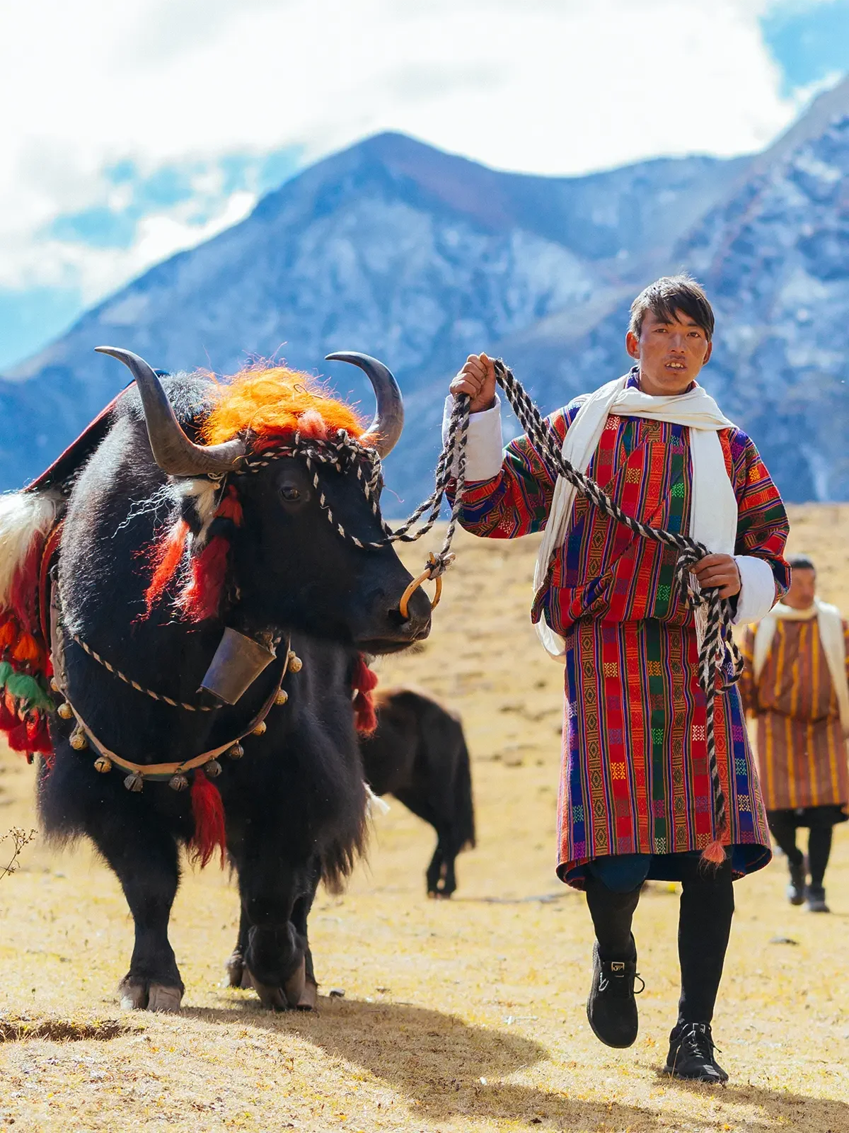 A man in colorful traditional clothing leading a decorated buffalo with a mountain landscape in the background.