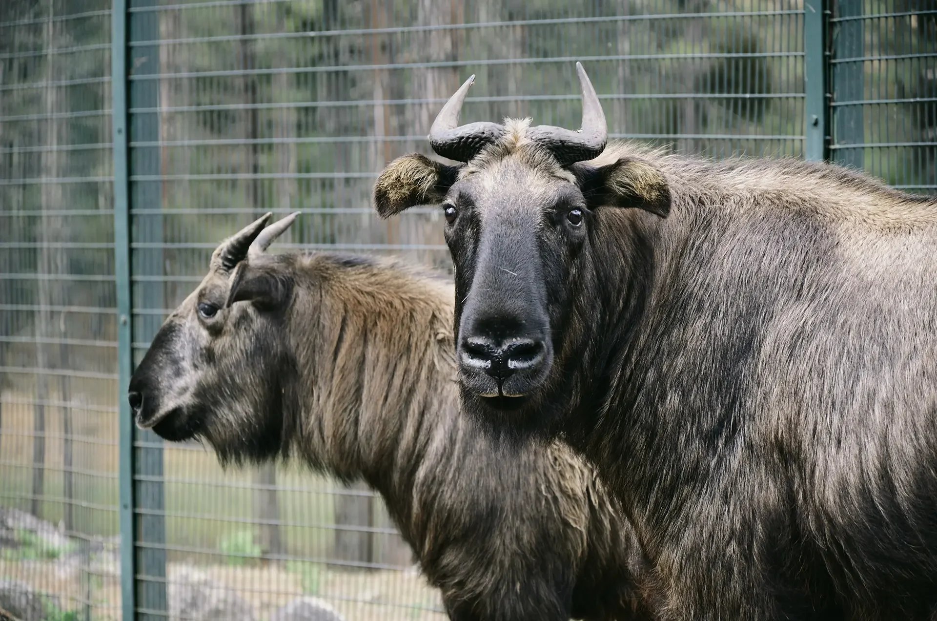 Two wildebeests in a fenced enclosure, with one prominently in the foreground and the other partially visible in the background.