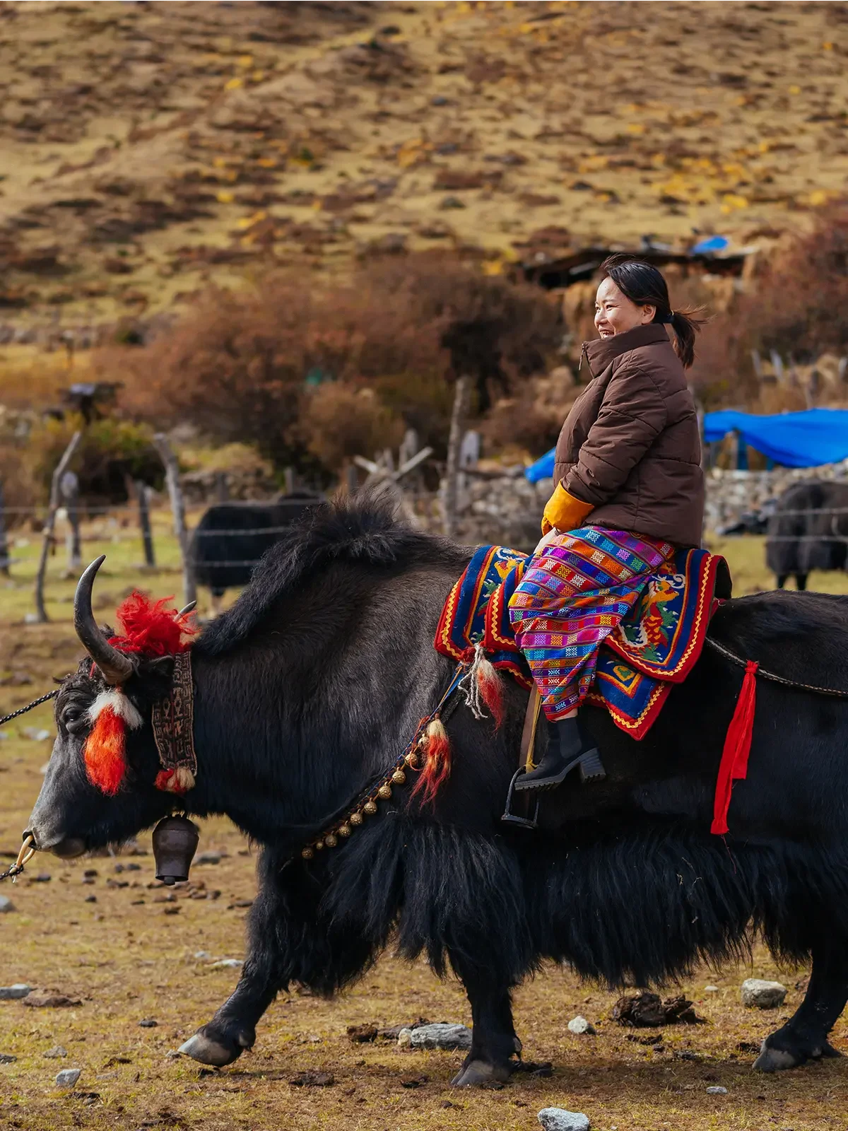 A woman wearing traditional clothing riding a decorated buffalo in a rural outdoor setting with a hillside and trees in the background.
