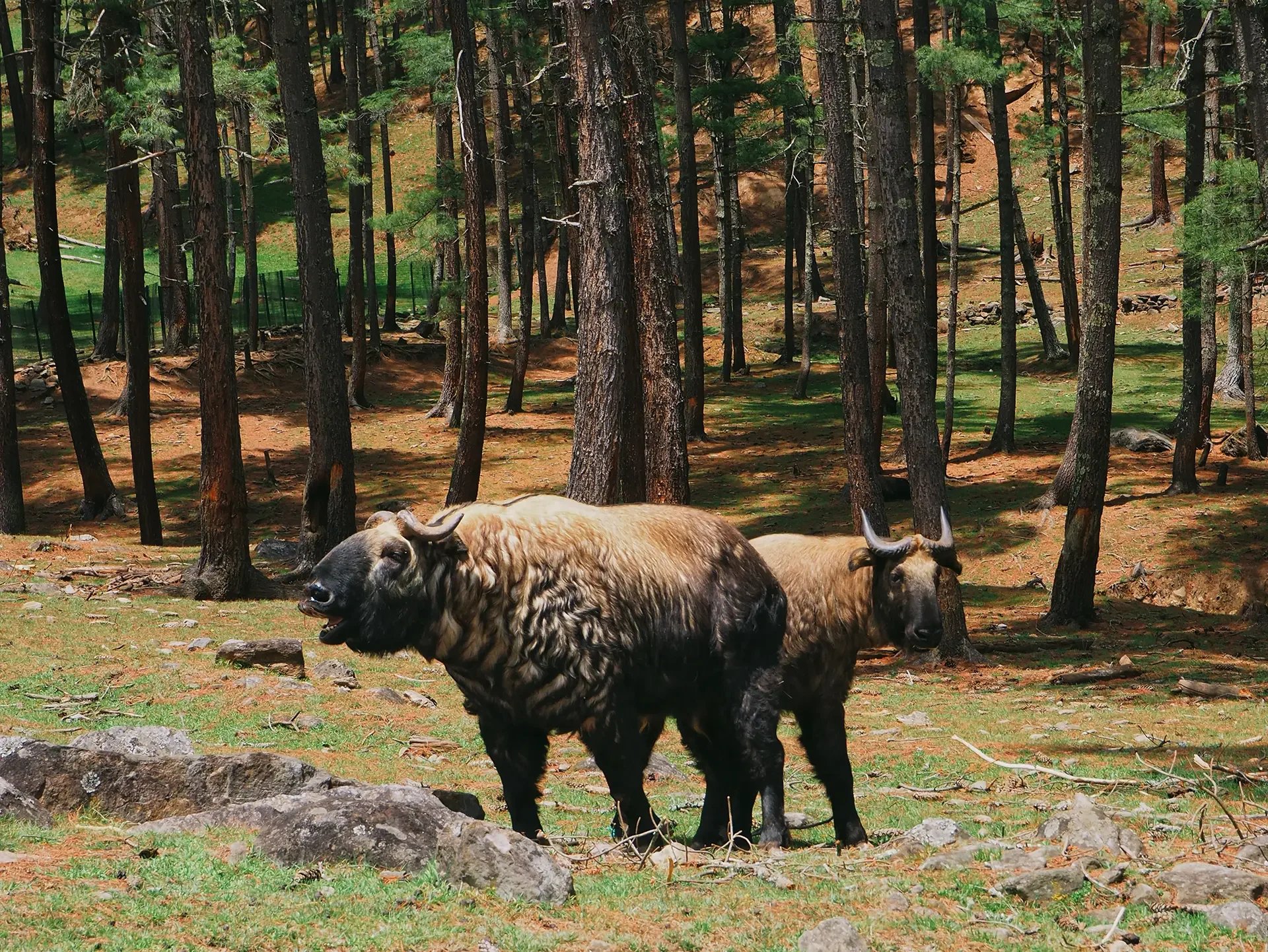 Bison grazing in a forest clearing with tall pine trees and scattered rocks.
