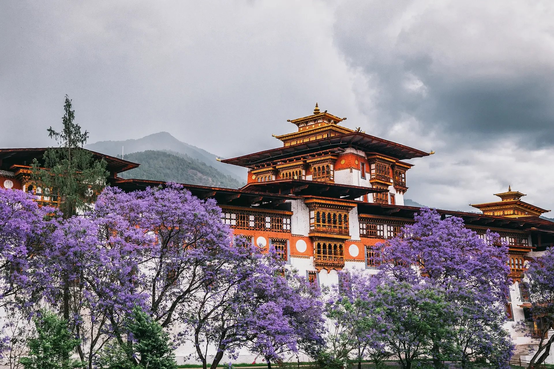 The image shows a traditional Bhutanese building with ornate wooden architecture, surrounded by purple flowering trees and mountains in the background under a cloudy sky.