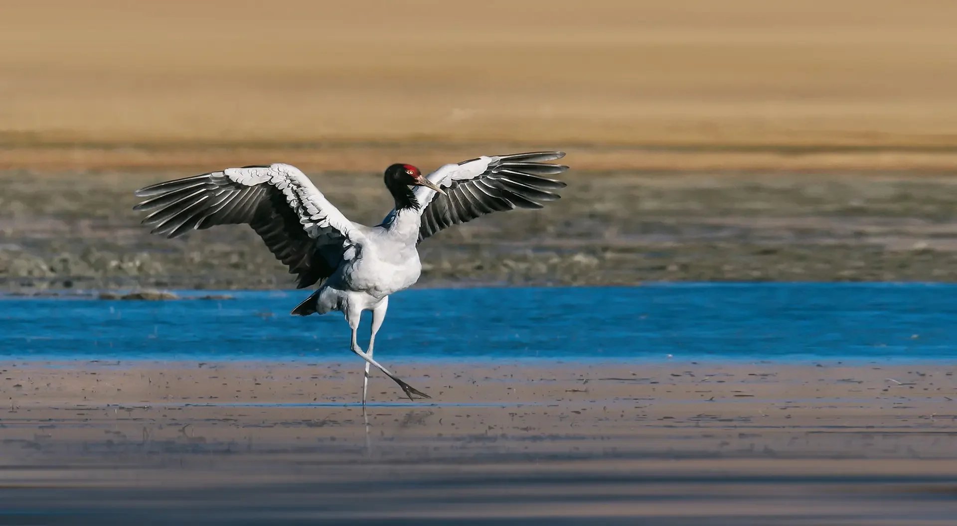 A bird, likely a heron or egret, with black and white plumage, standing in shallow water with wings spread wide, near a sandy shoreline.
