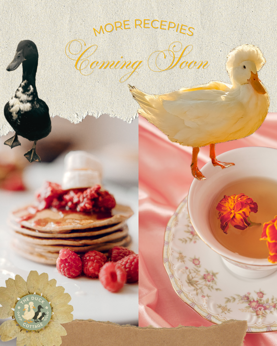 A bird with the body of a duck and the head of a chicken standing on a teacup filled with flower petals, alongside a pile of pancakes with berries and whipped cream, with the text 'More recipes Coming Soon' above and a duck logo in the corner.
