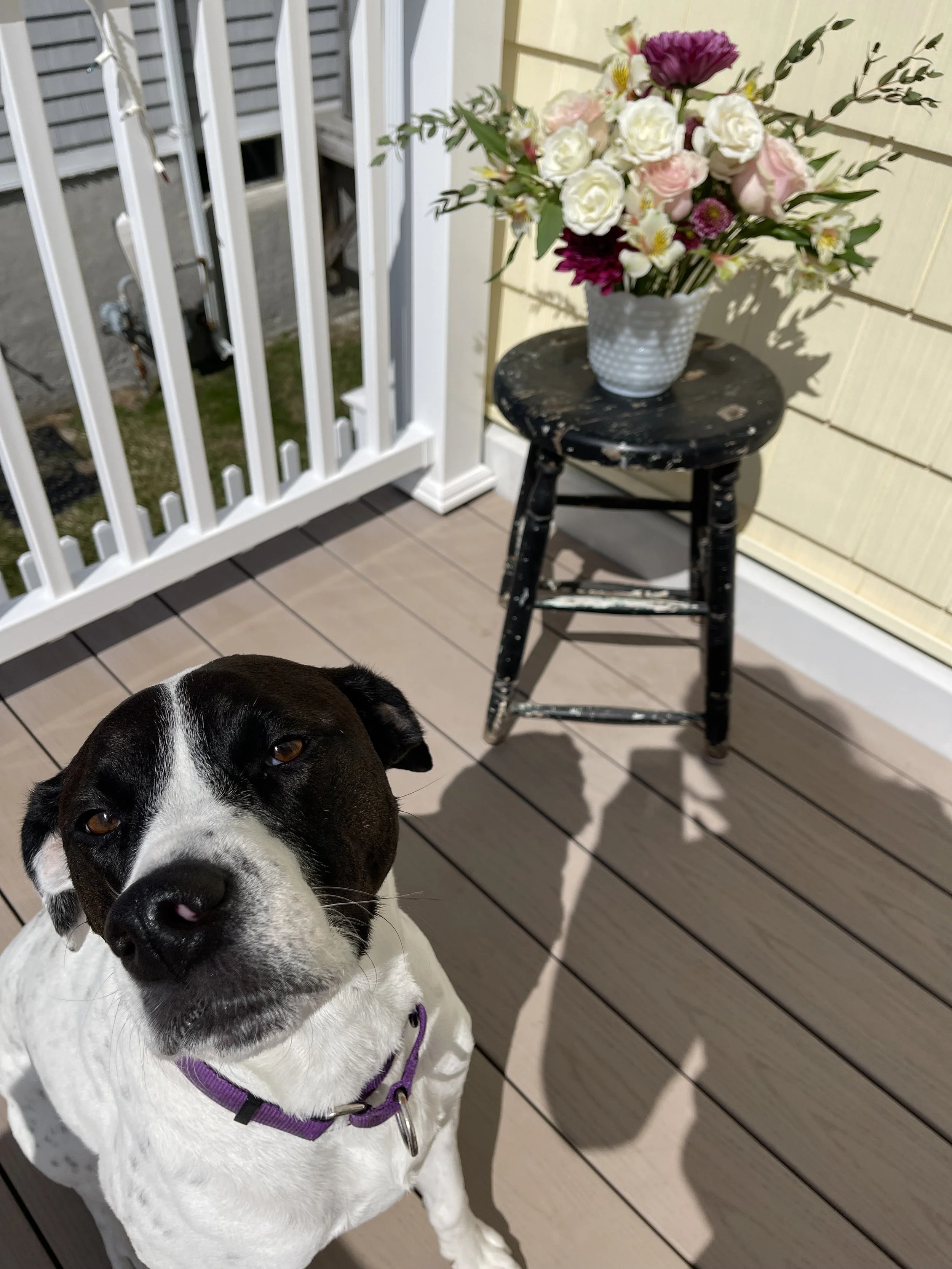 A black and white dog wearing a purple harness looking at the camera, standing on a deck with a flower vase on a black stool nearby. The background includes a white railing and a yellow wall.