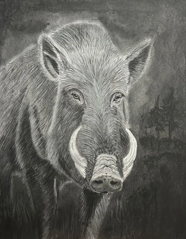 Realistic charcoal drawing of an Arkansas razorback by Kayland Childress