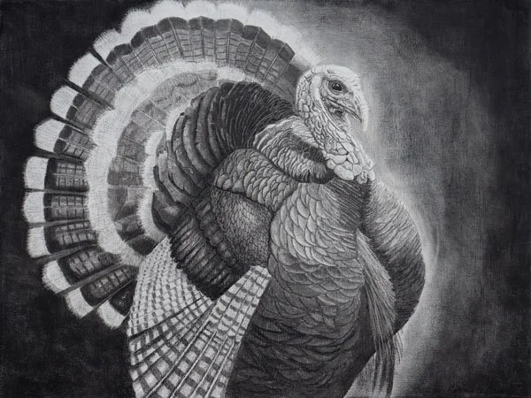 Hyperrealistic charcoal wildlife drawing of a wild turkey by Kayland Childress