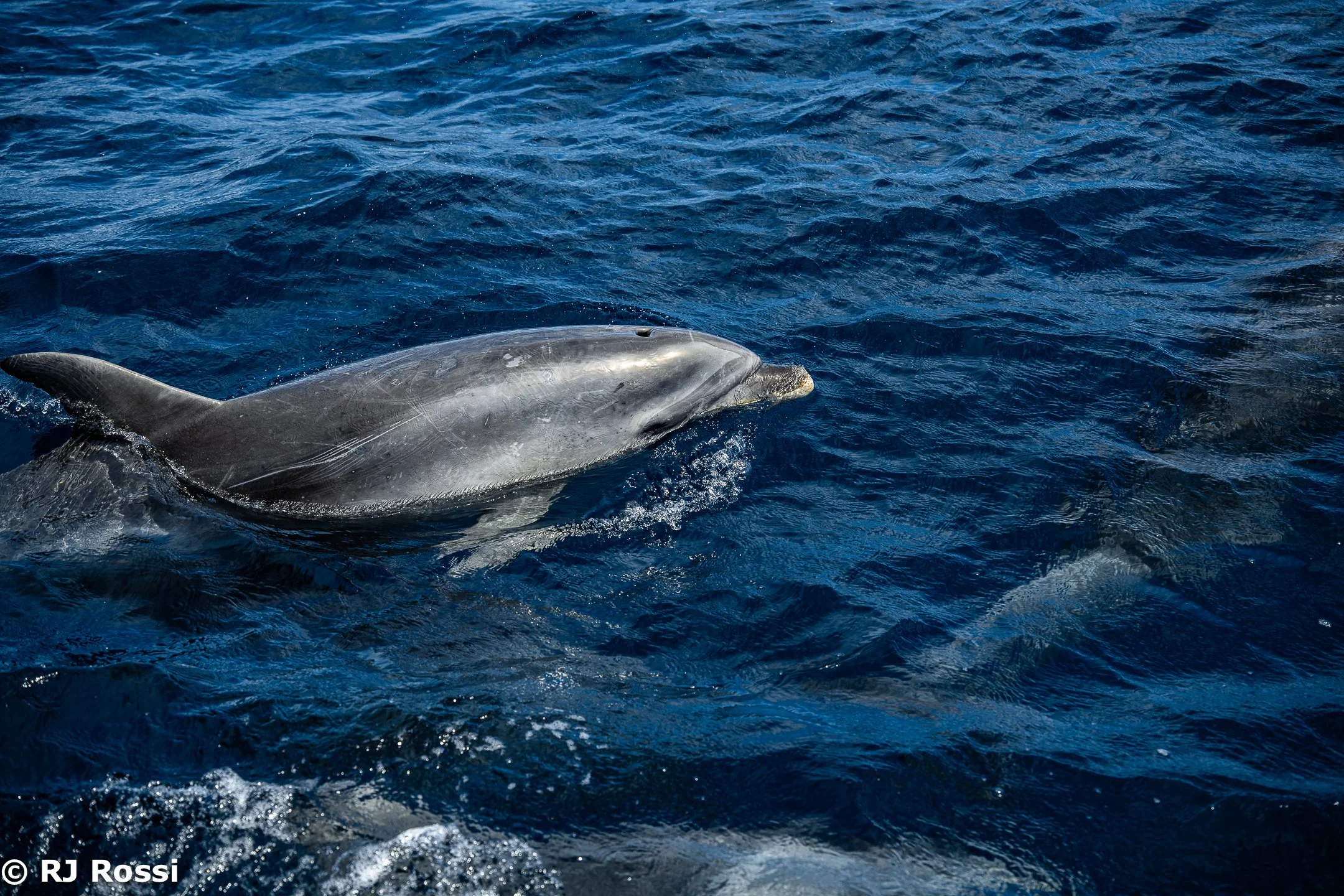 Azoreswhale-21.jpg