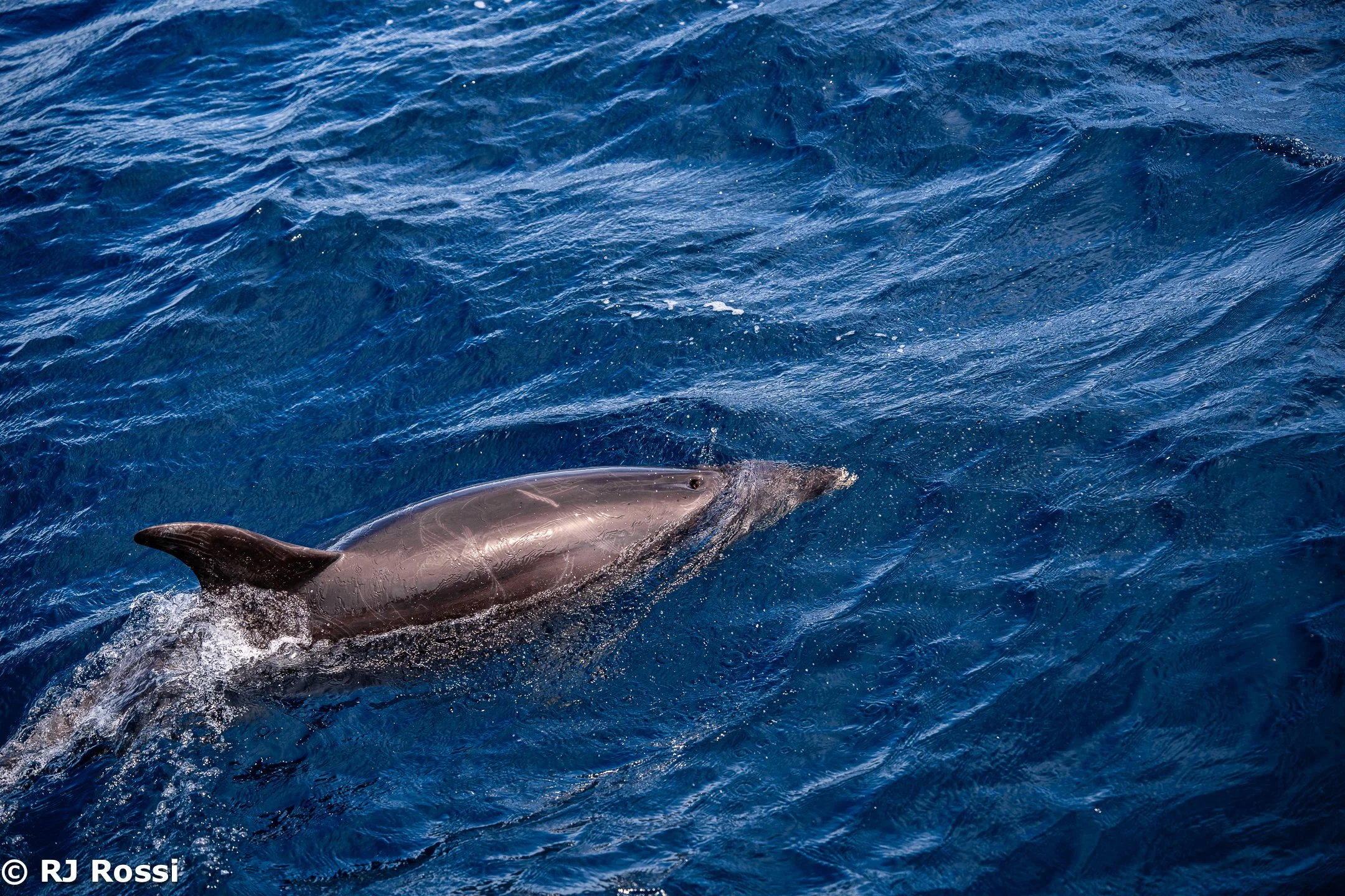 Azoreswhale-27.jpg