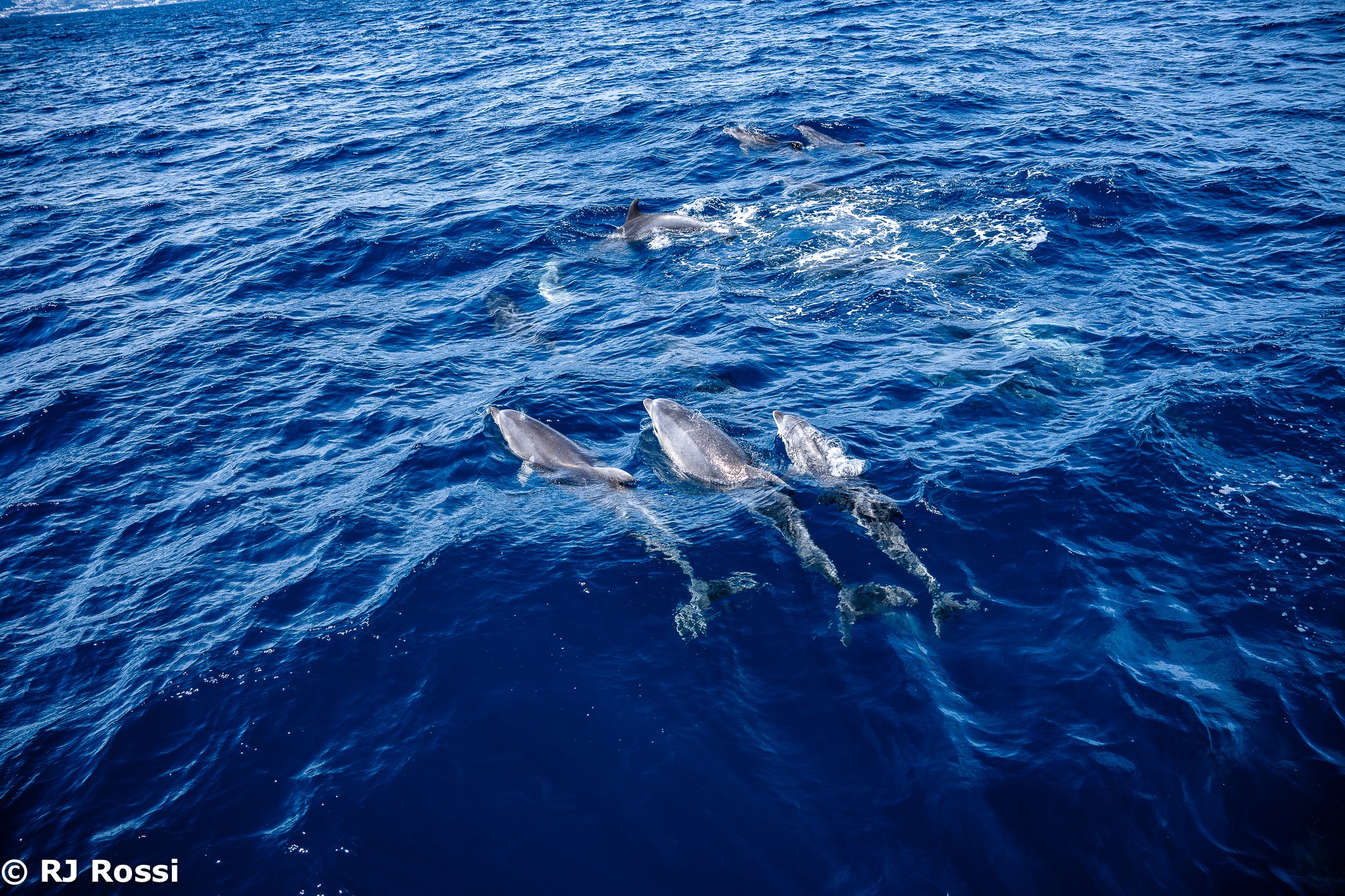 Azoreswhale-36.jpg