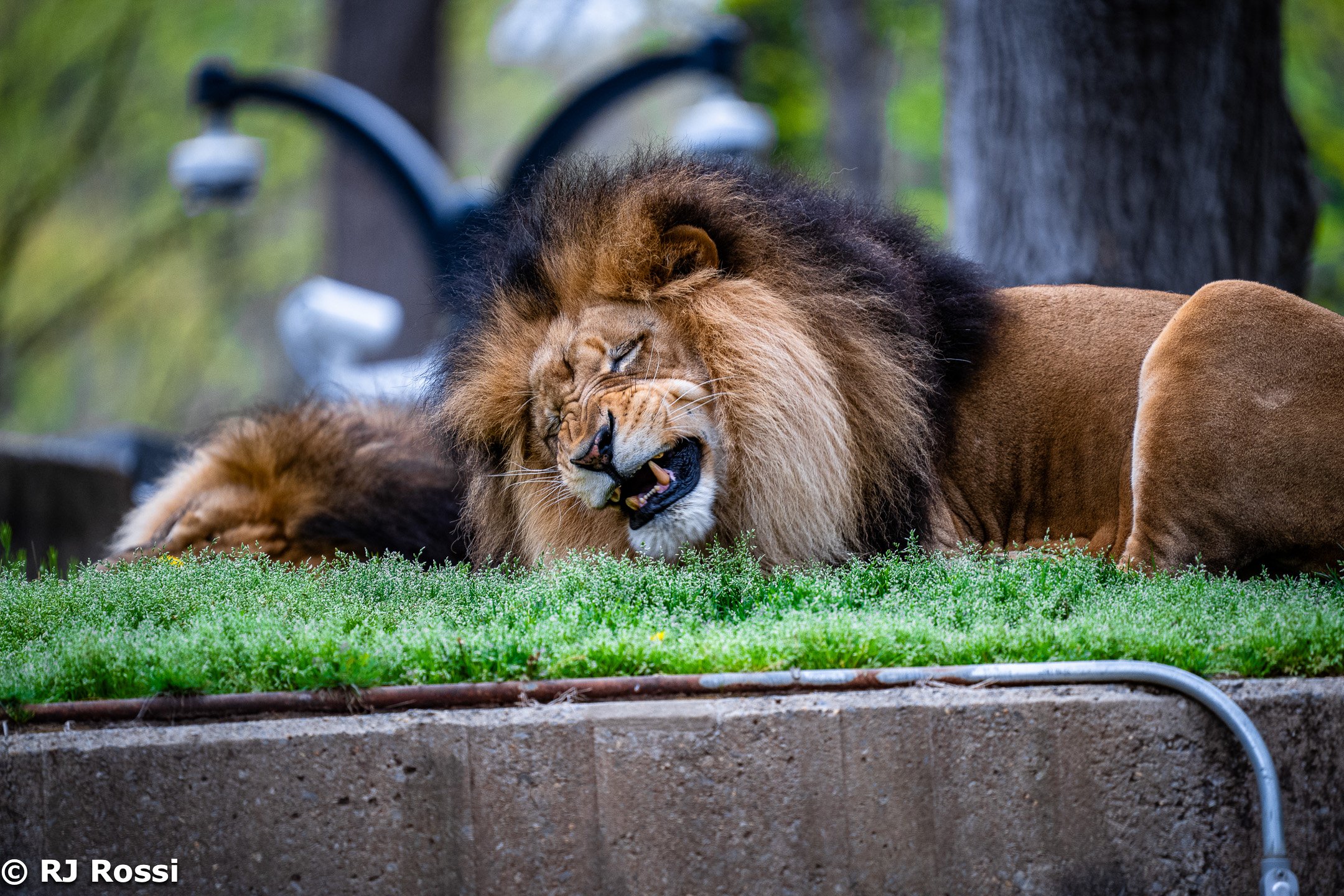animal-10.jpg