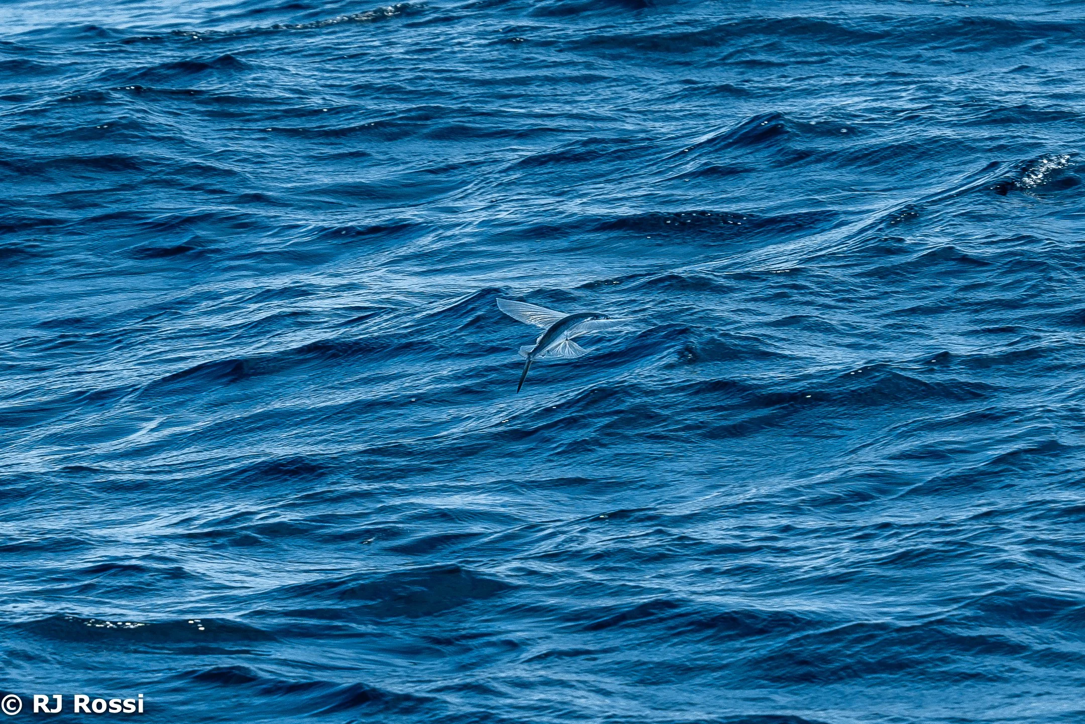 Azoreswhale-12.jpg