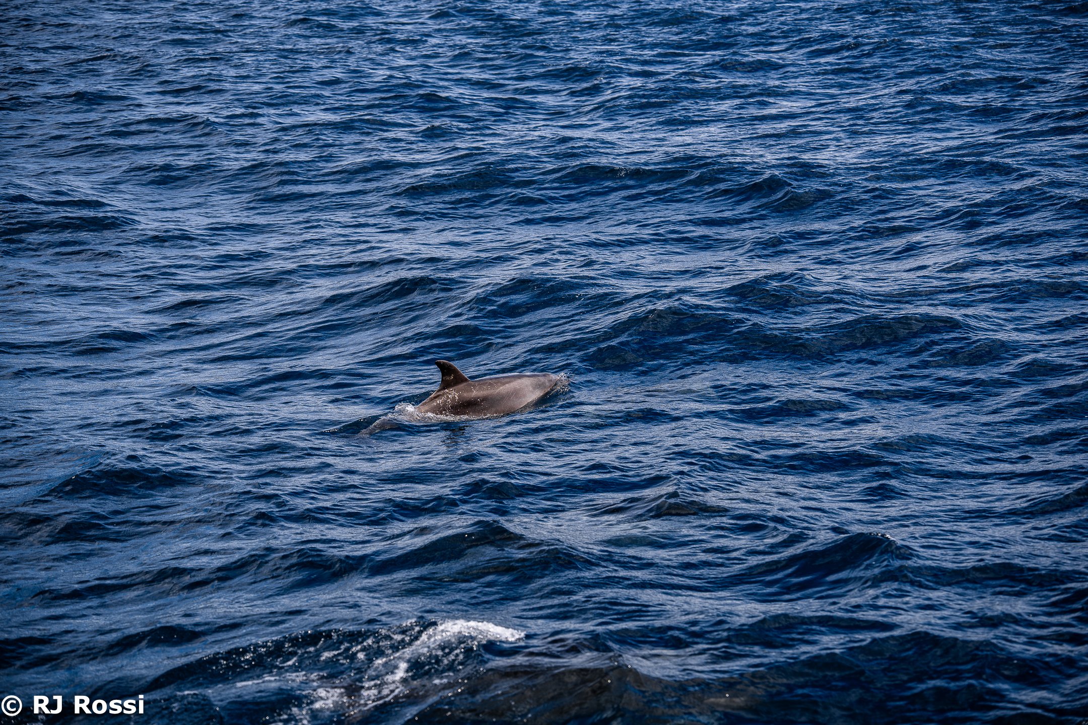 Azoreswhale-25.jpg